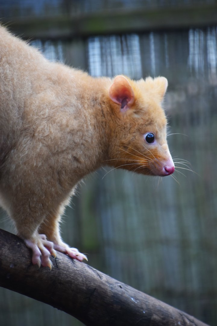 Tasmanian golden possum, Trichosurus vulpecula (14/03)