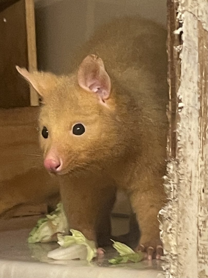 Tasmanian Golden Possum