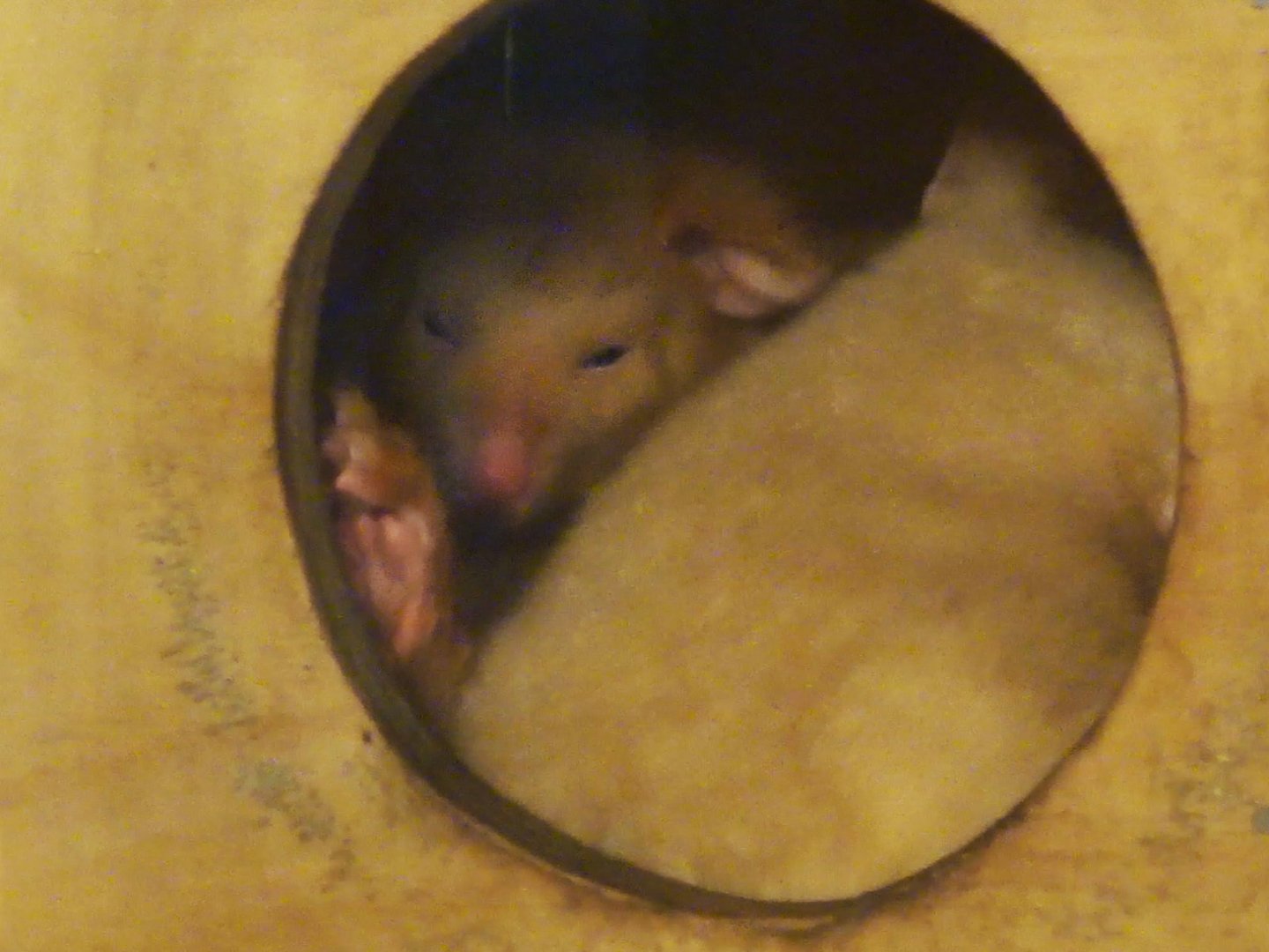 Tasmanian Golden Possum