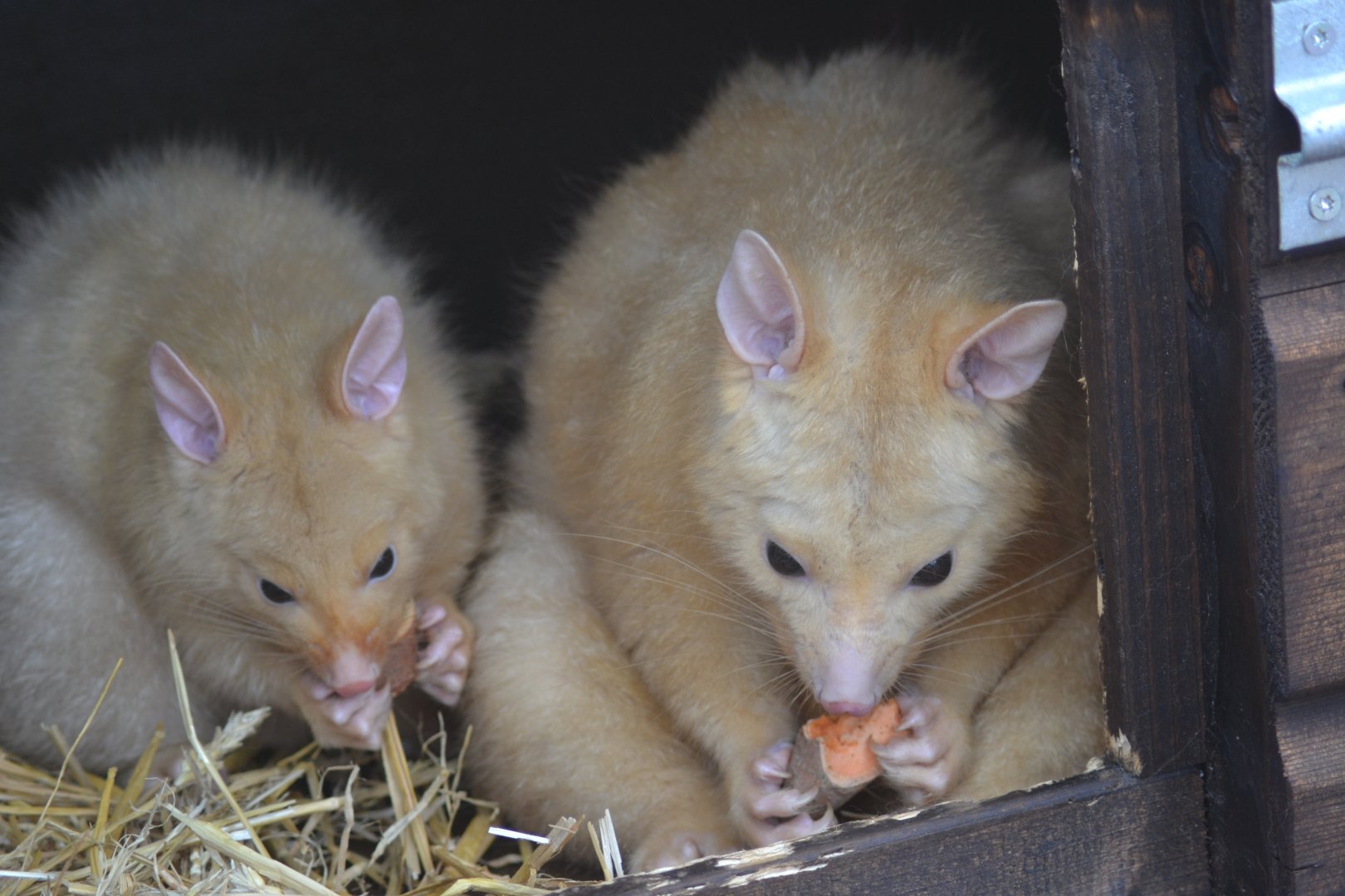Tasmanian golden possums