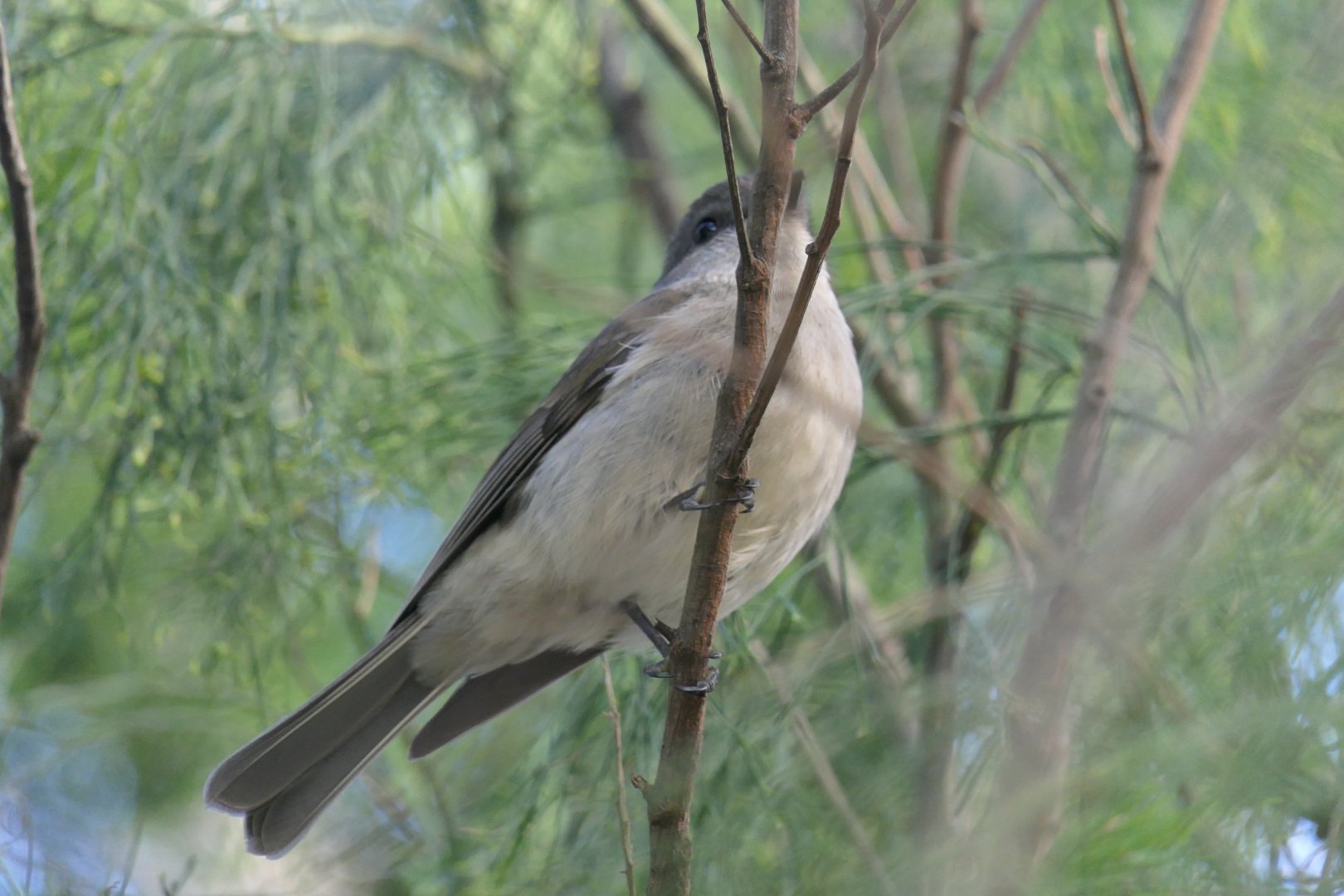 Tasmanian Golden Whistler (Pachycephala pectoralis glaucura)