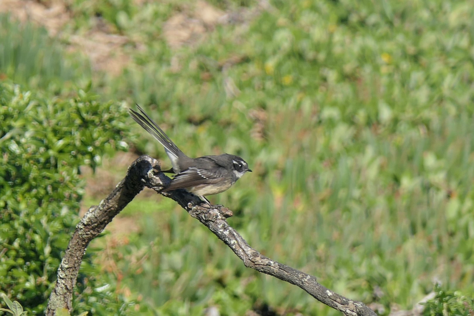 Tasmanian Grey Fantail (Rhipidura albiscapa albiscapa)