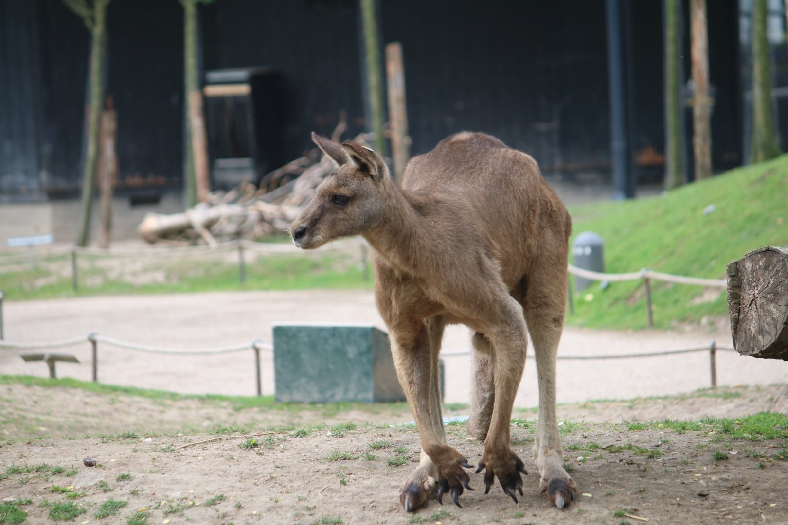 Tasmanian grey kangaroo