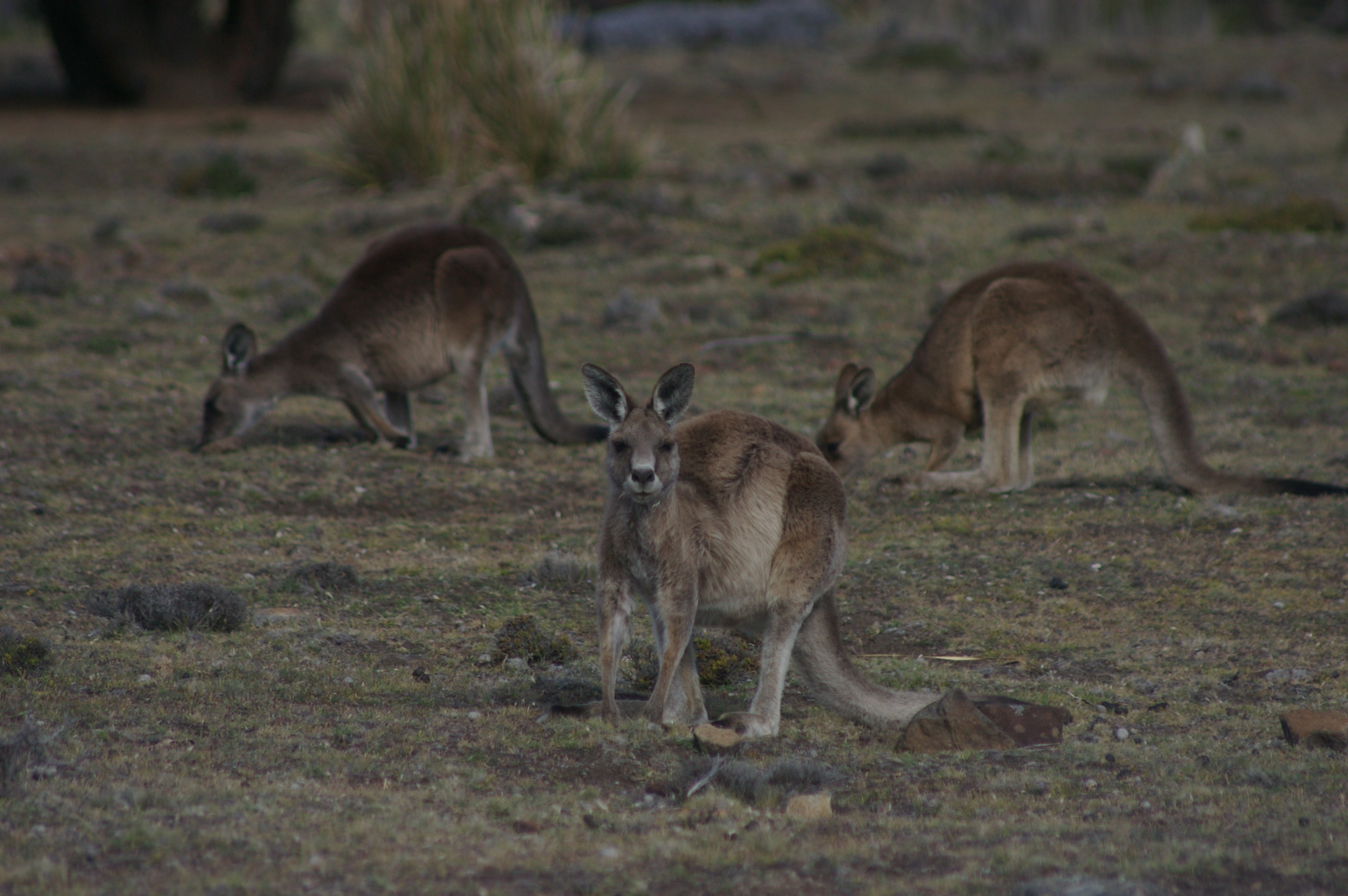 Tasmanian Grey Kangaroos (Macropus giganteus tasmaniensis)
