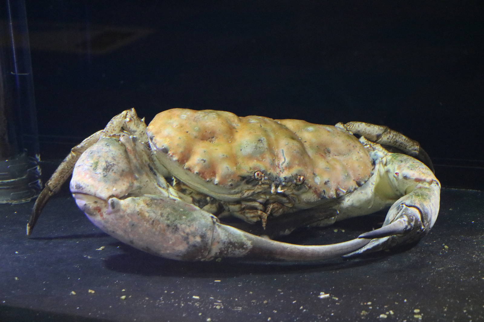 Tasmanian king crab, February 2016