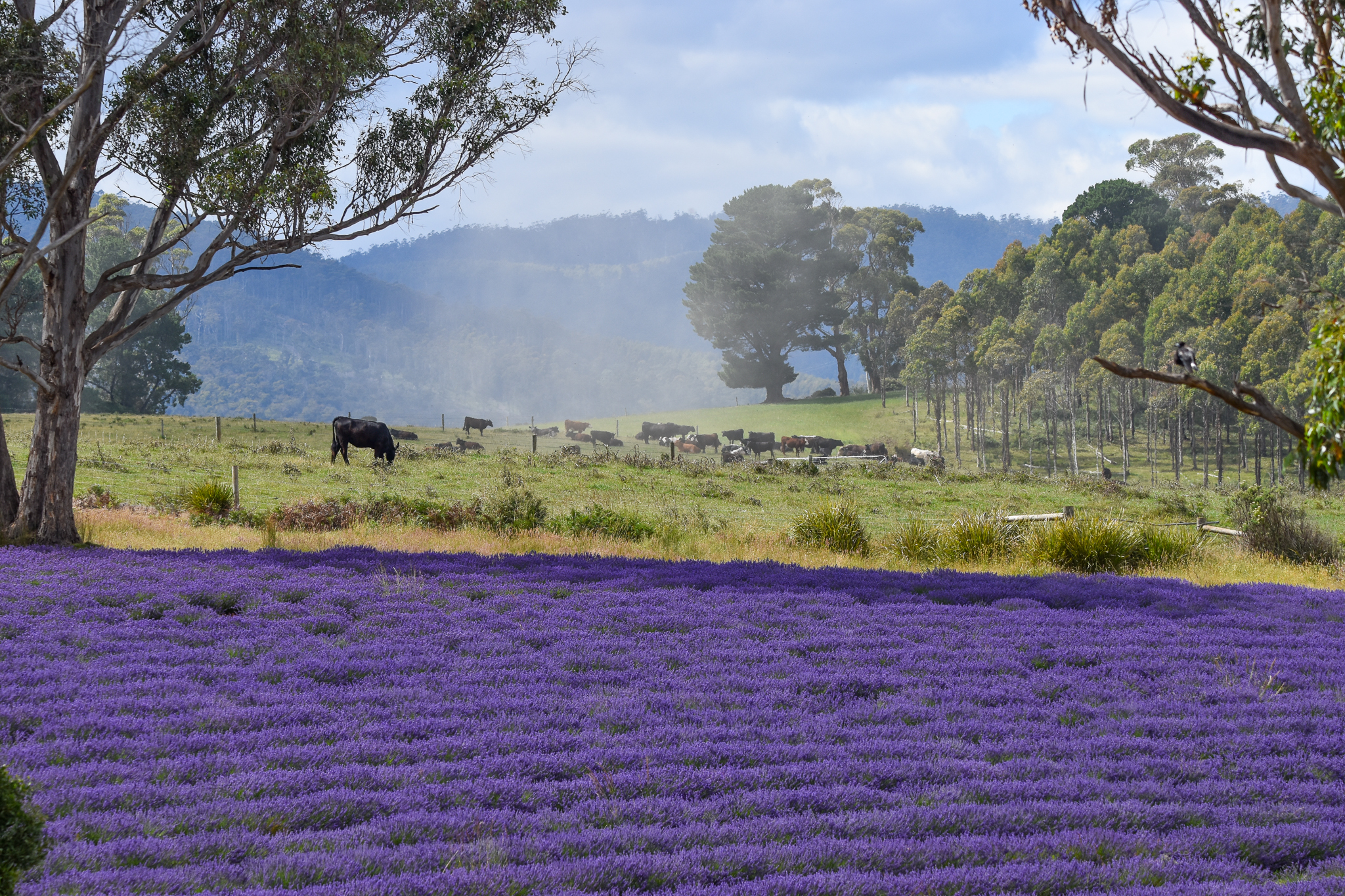 Tasmanian Landscape - Lavender Fields