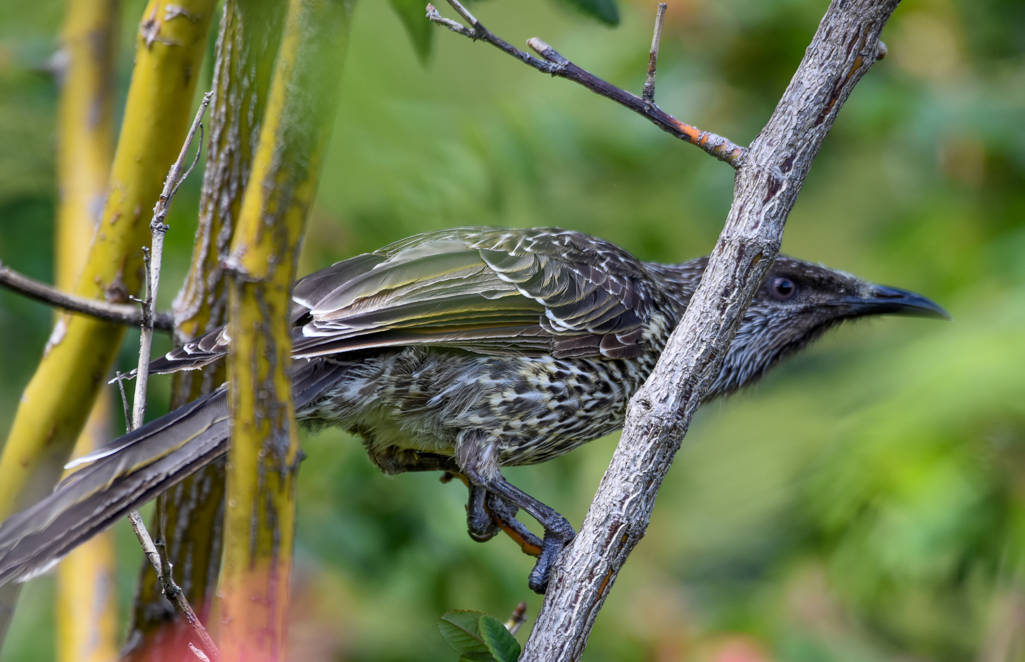 Tasmanian Little Wattlebird
