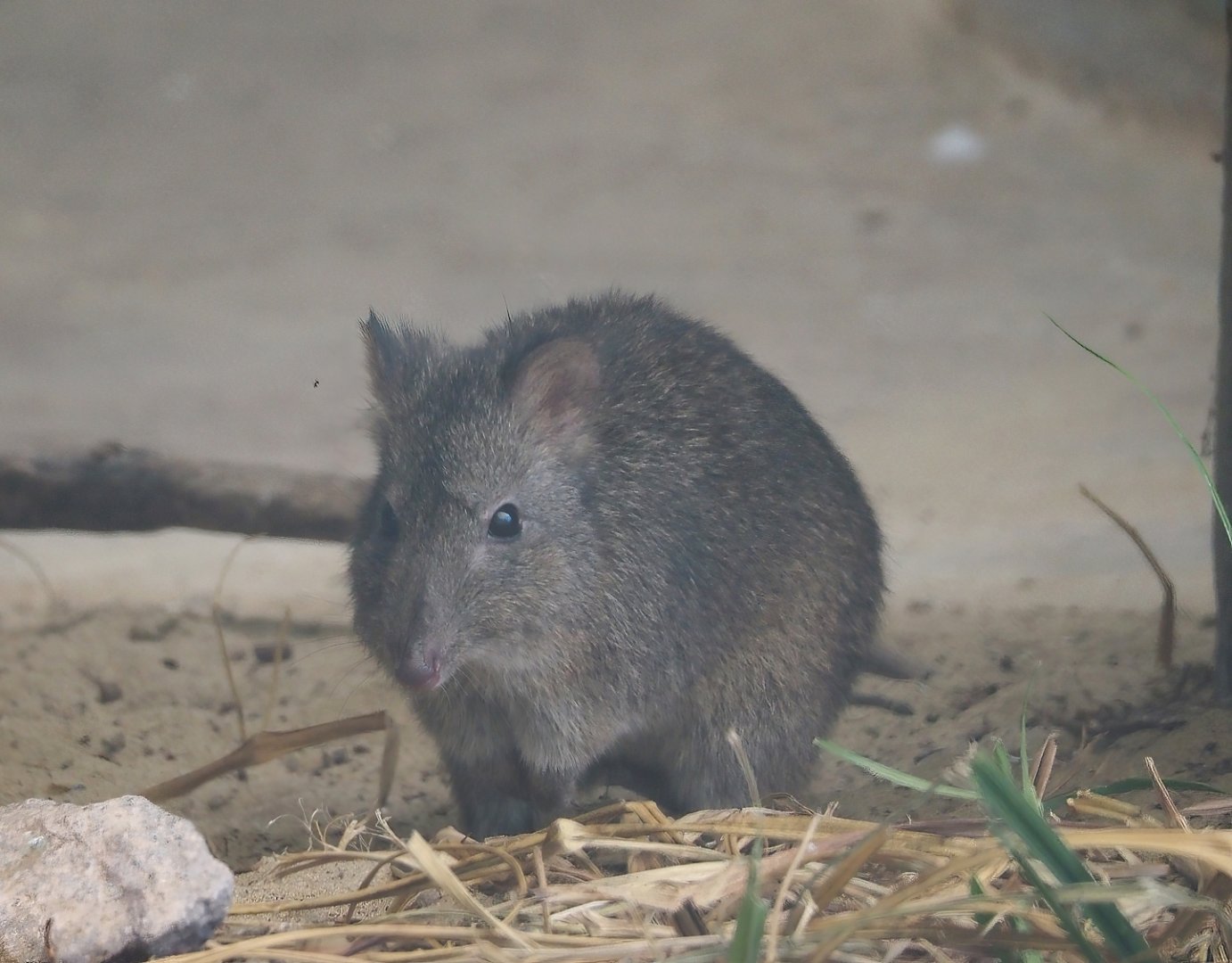 Tasmanian long-nosed potoroo (Potorous tridactylus apicalis), 2024-06-08