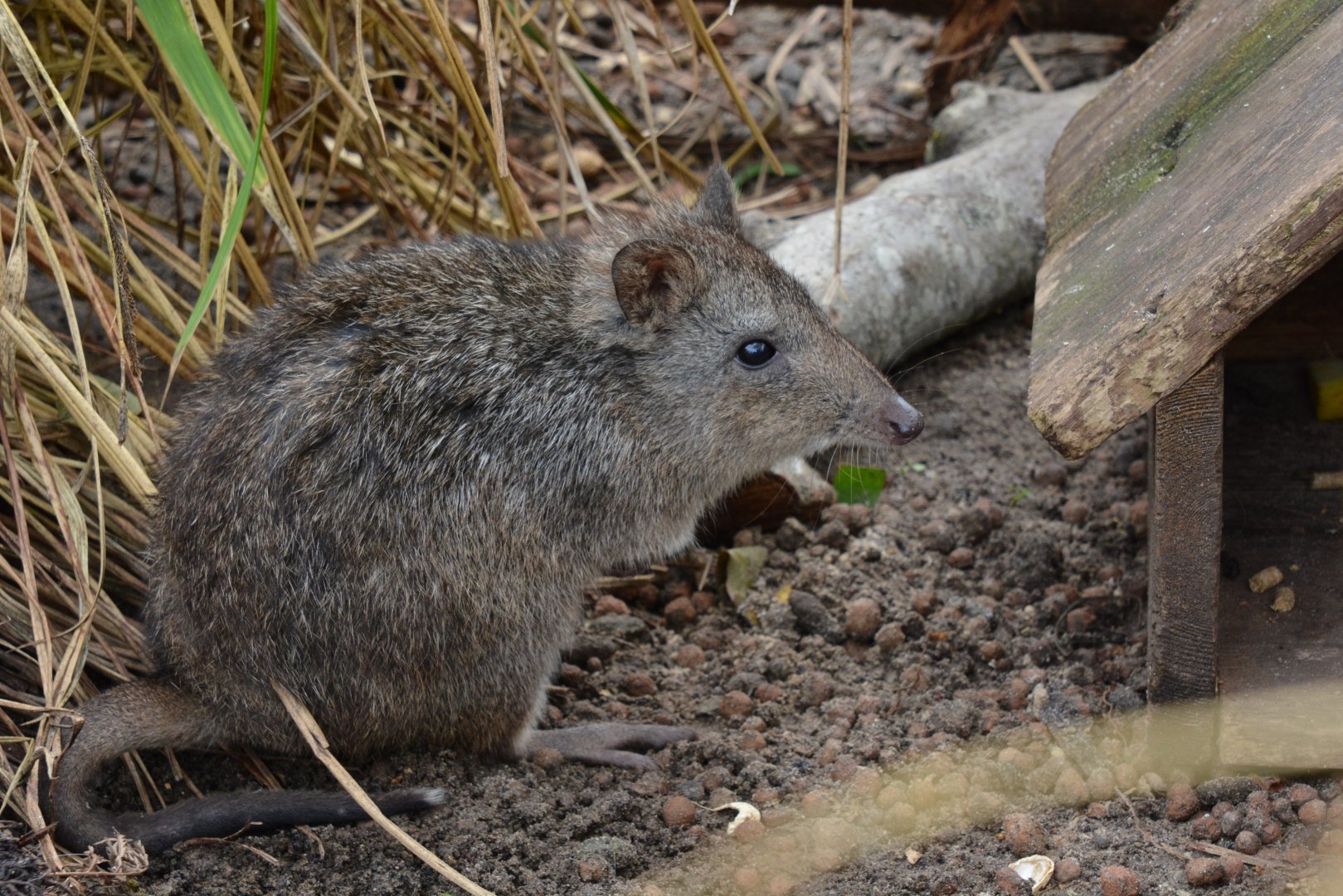 Tasmanian long-nosed potoroo (Potorous tridactylus apicalis)