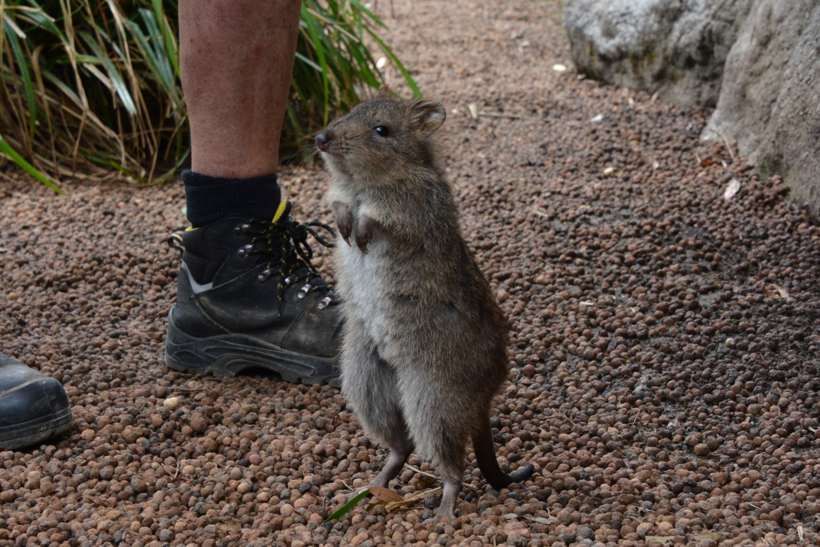 Tasmanian long-nosed potoroo (Potorous tridactylus apicalis)