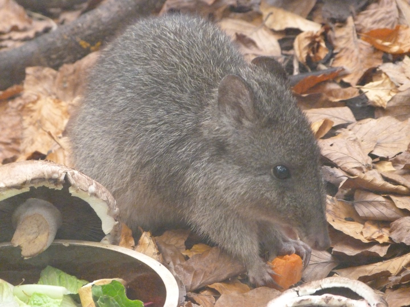 Tasmanian long-nosed potoroo -Zoo Praha (2025)