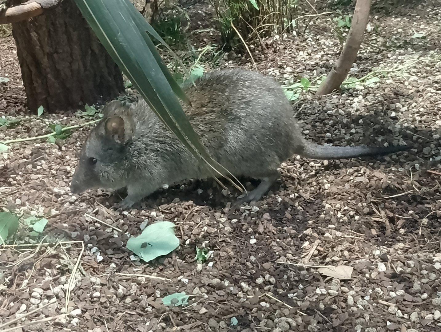 Tasmanian long-nosed potoroo