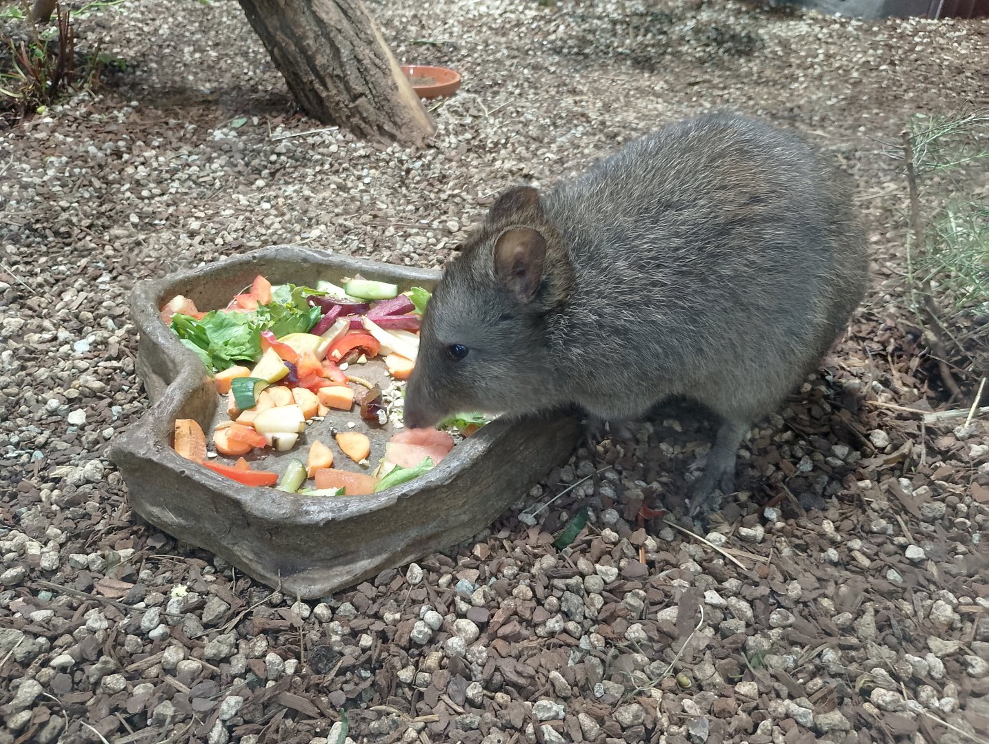 Tasmanian long-nosed potoroo