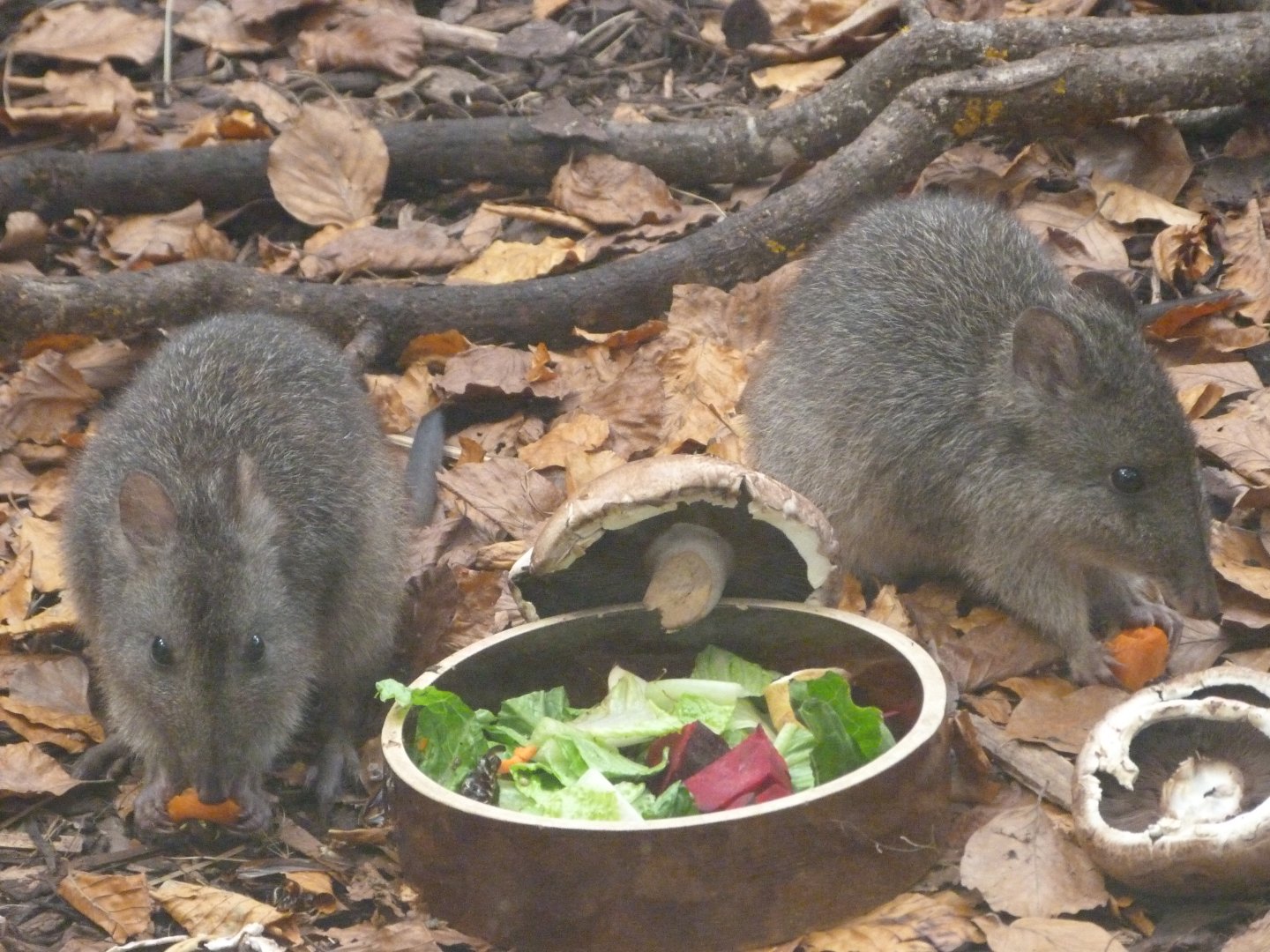 Tasmanian long-nosed potoroos -Zoo Praha (2025)