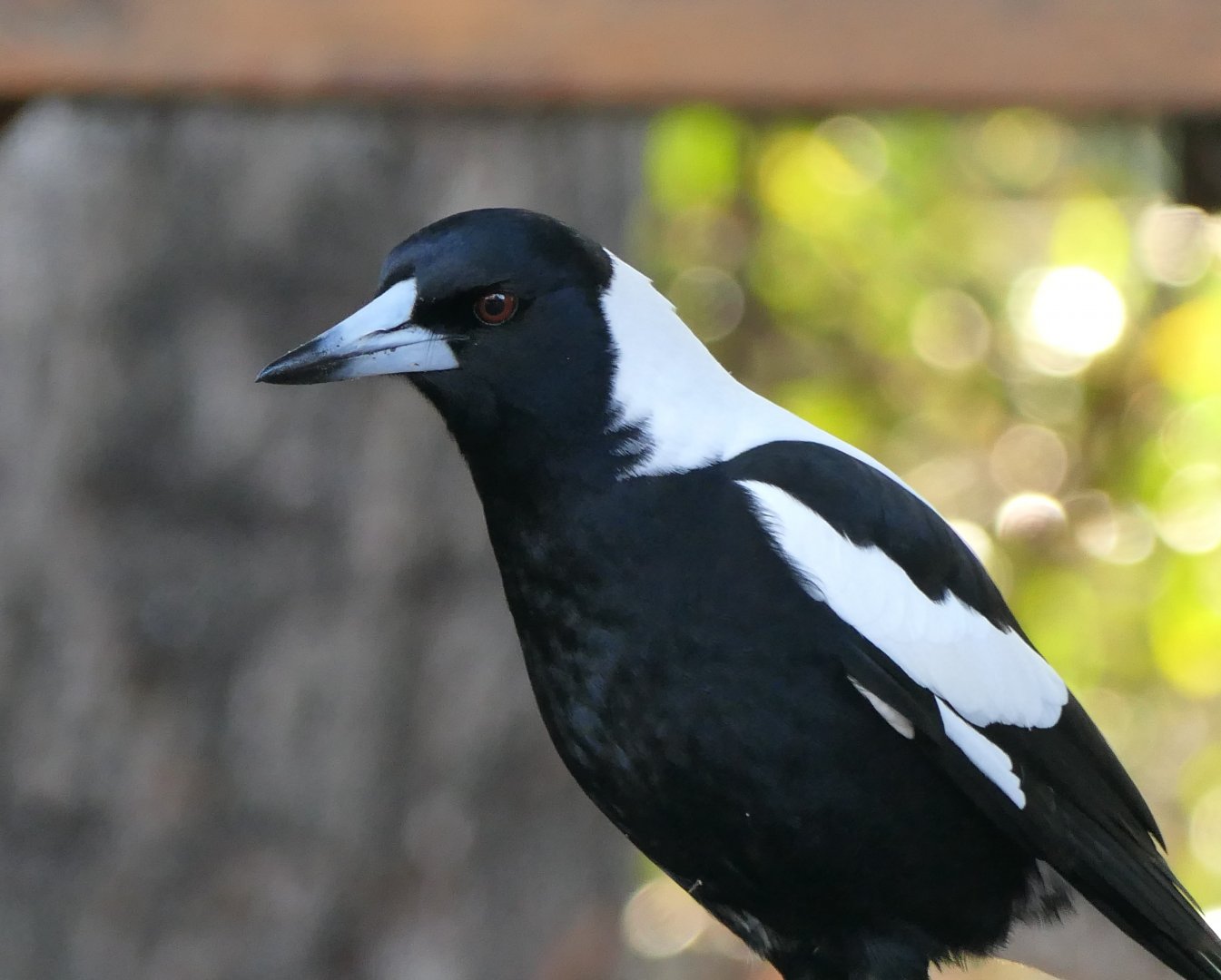 Tasmanian Magpie (Gymnorhina tibicen hypoleuca)