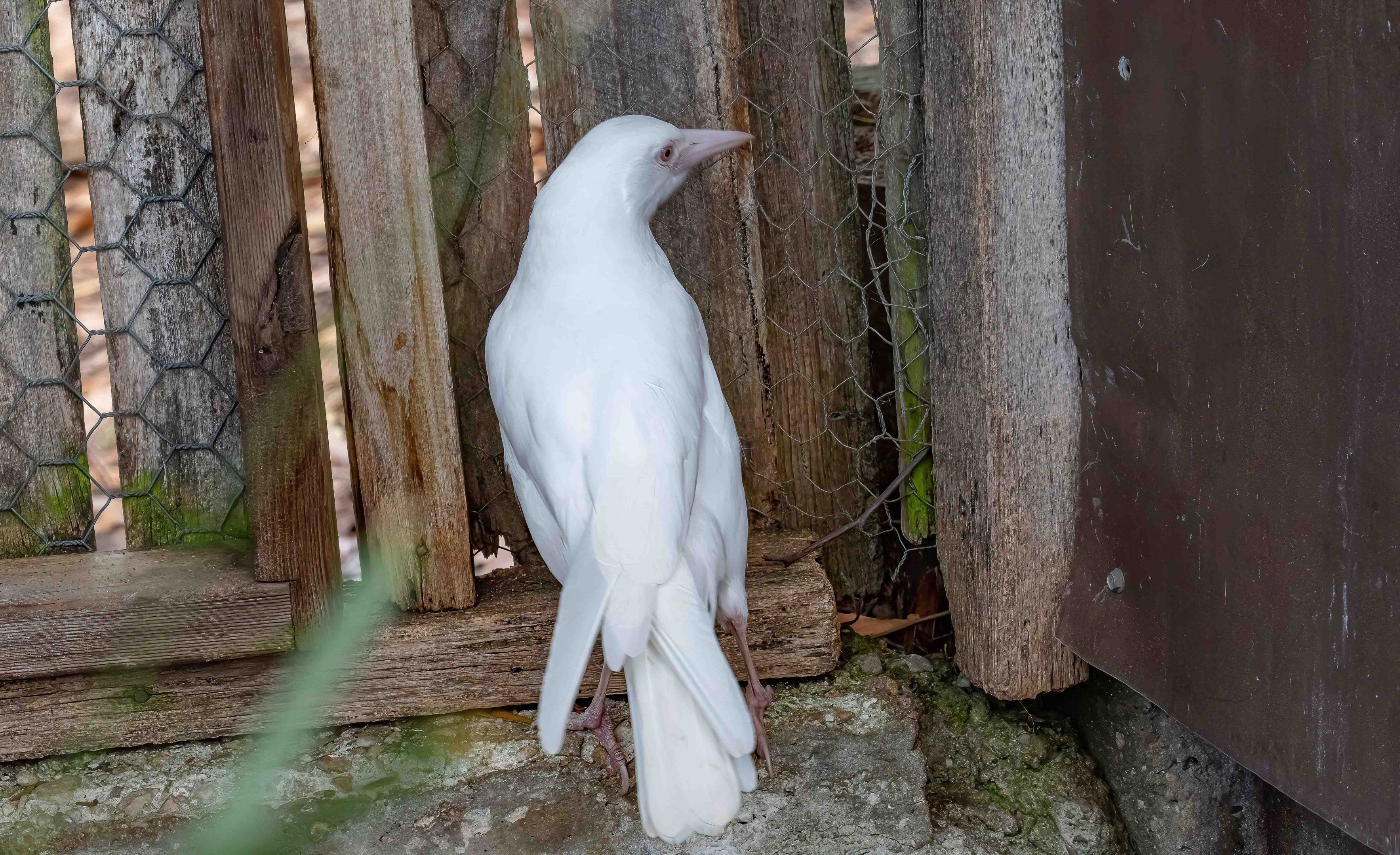 Tasmanian Magpie - white morph