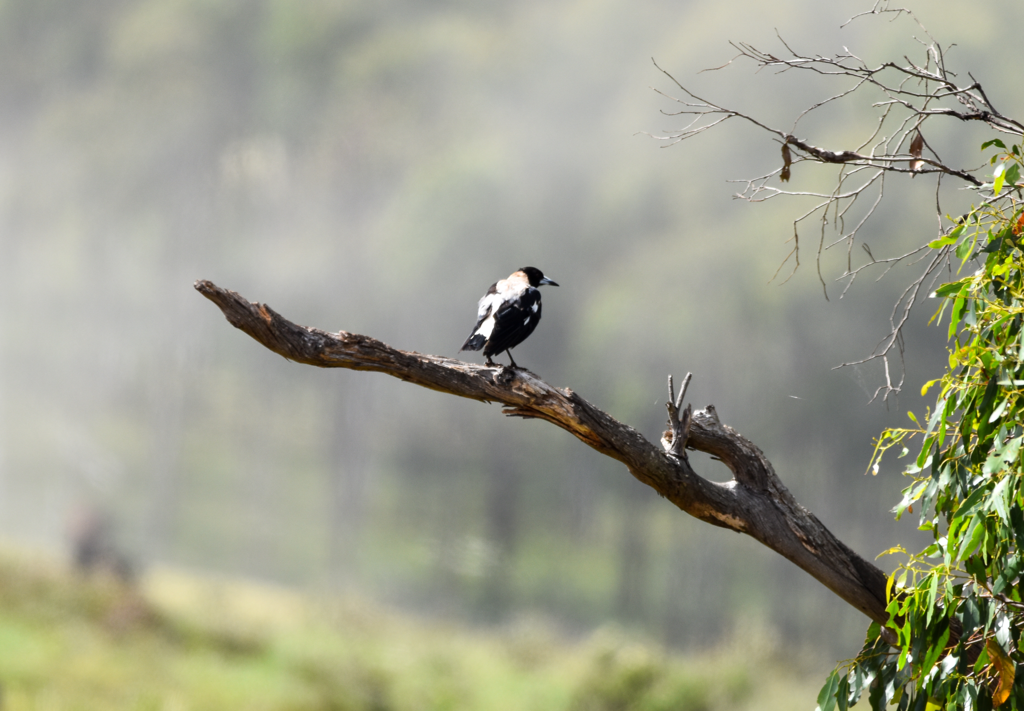 Tasmanian Magpie
