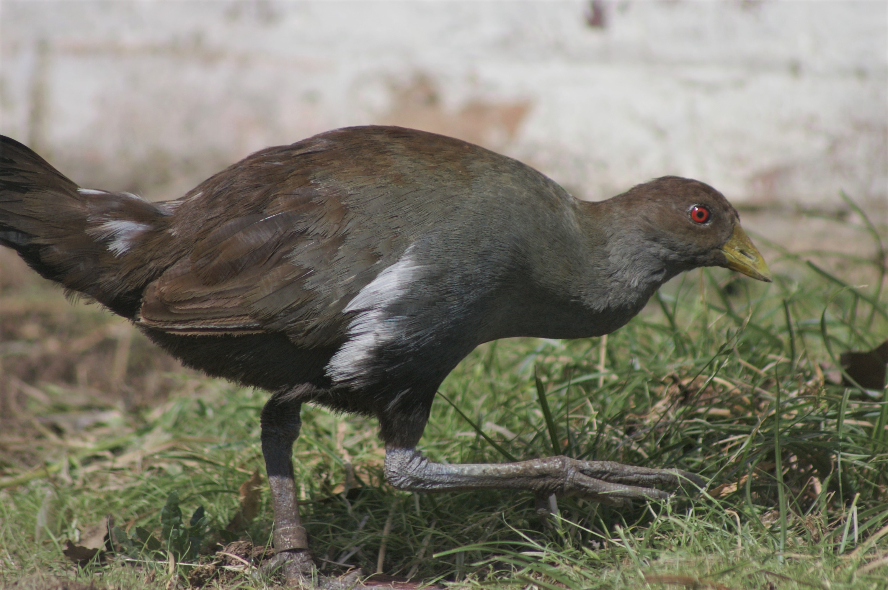 Tasmanian Native Hen (Gallinula [or Tribonyx] mortierii)