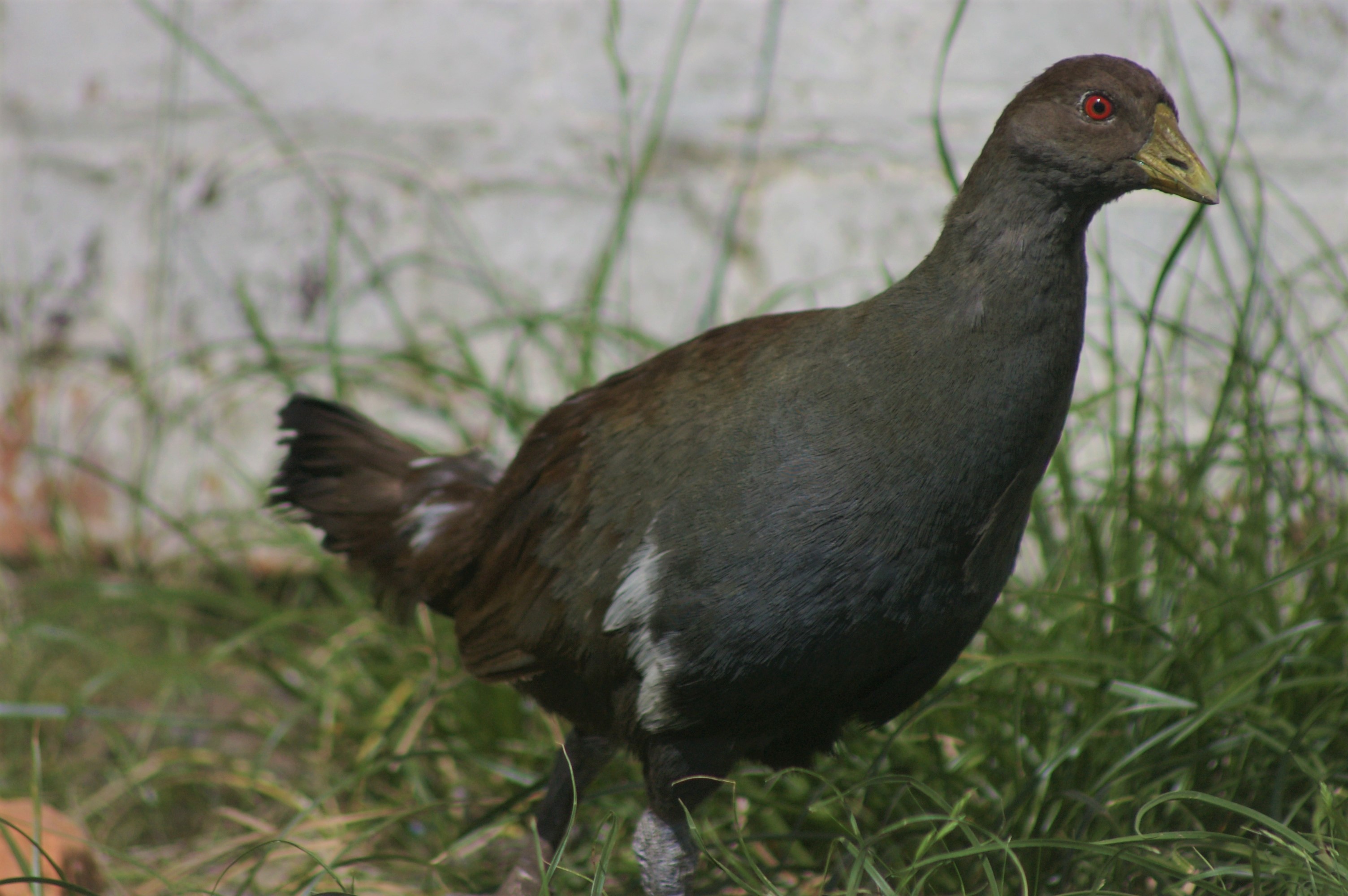 Tasmanian Native Hen (Gallinula [or Tribonyx] mortierii)