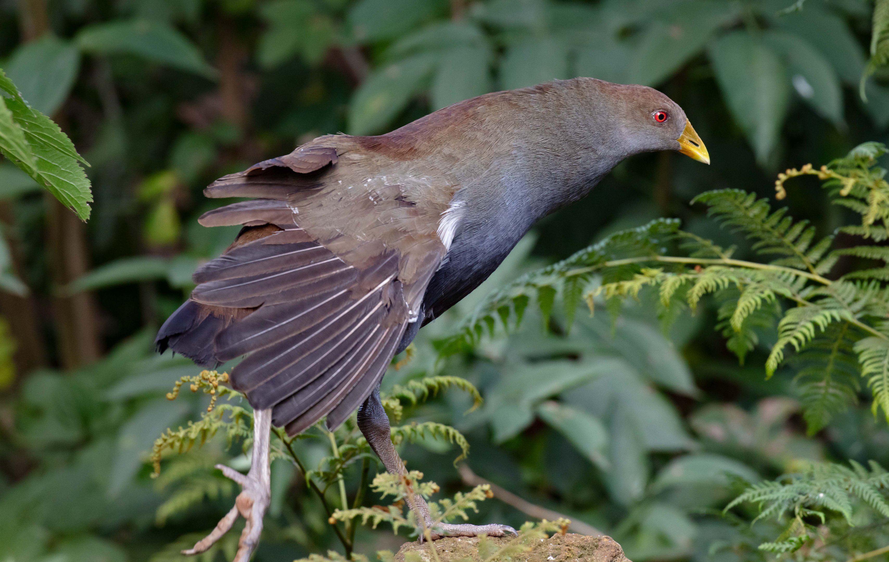 Tasmanian Native Hen (wild bird)
