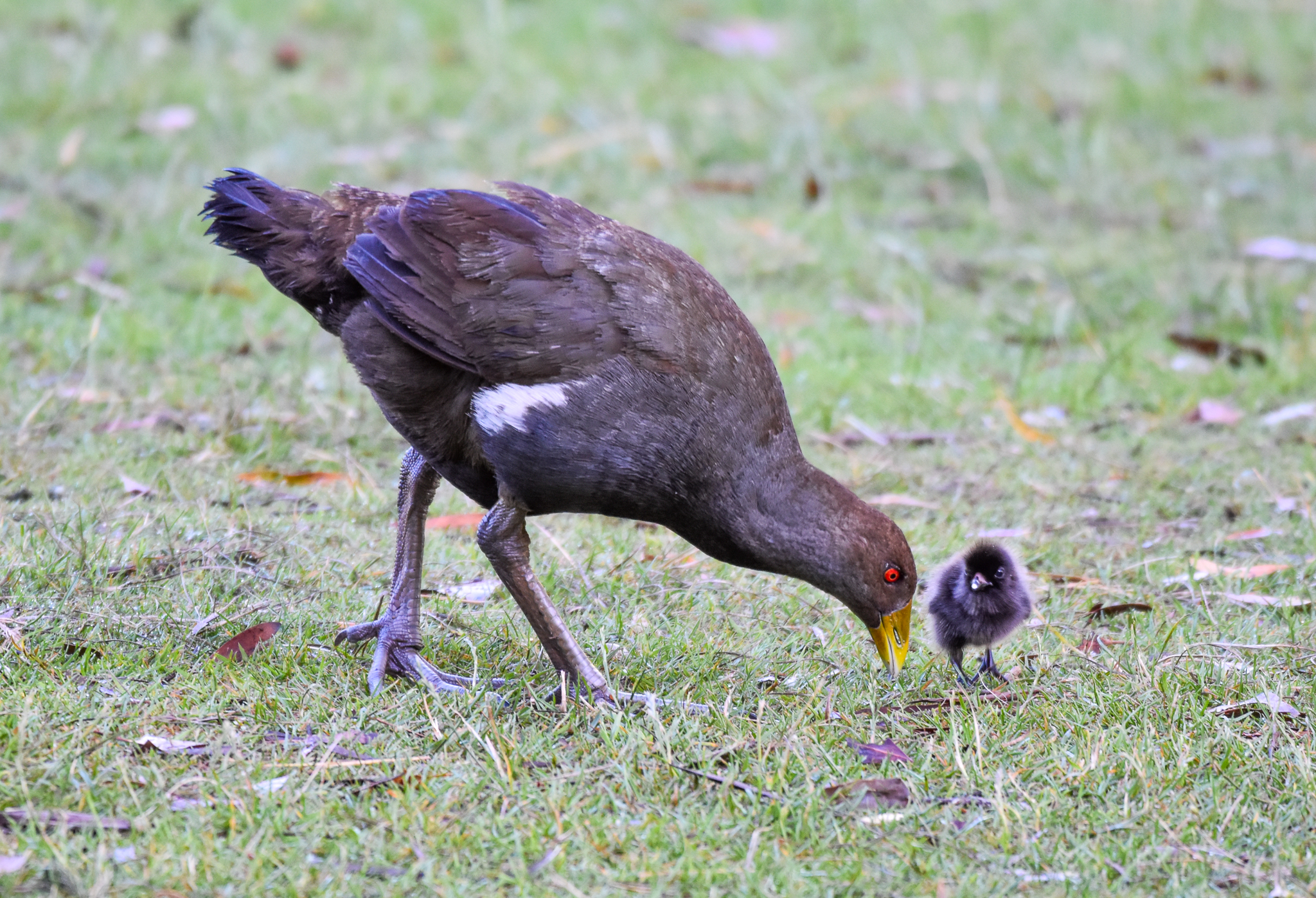 Tasmanian Native-Hen with chick