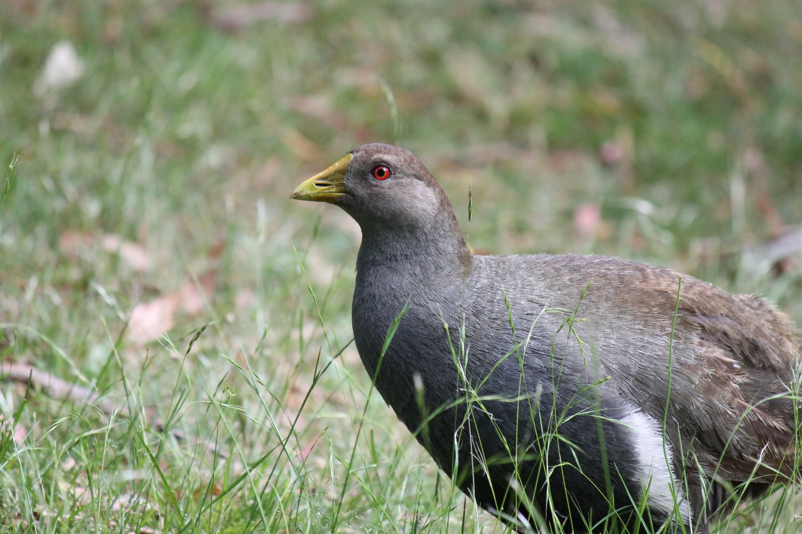 Tasmanian Native-hen