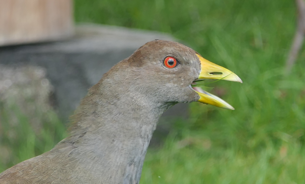 Tasmanian Native-hen
