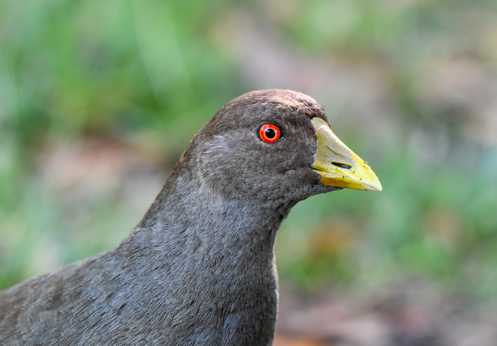 Tasmanian Native-Hen