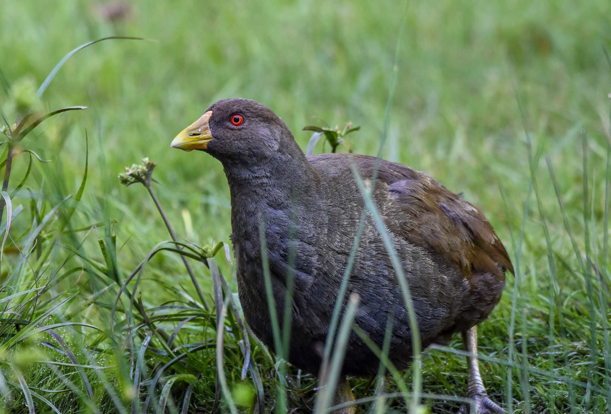 Tasmanian Native-Hen