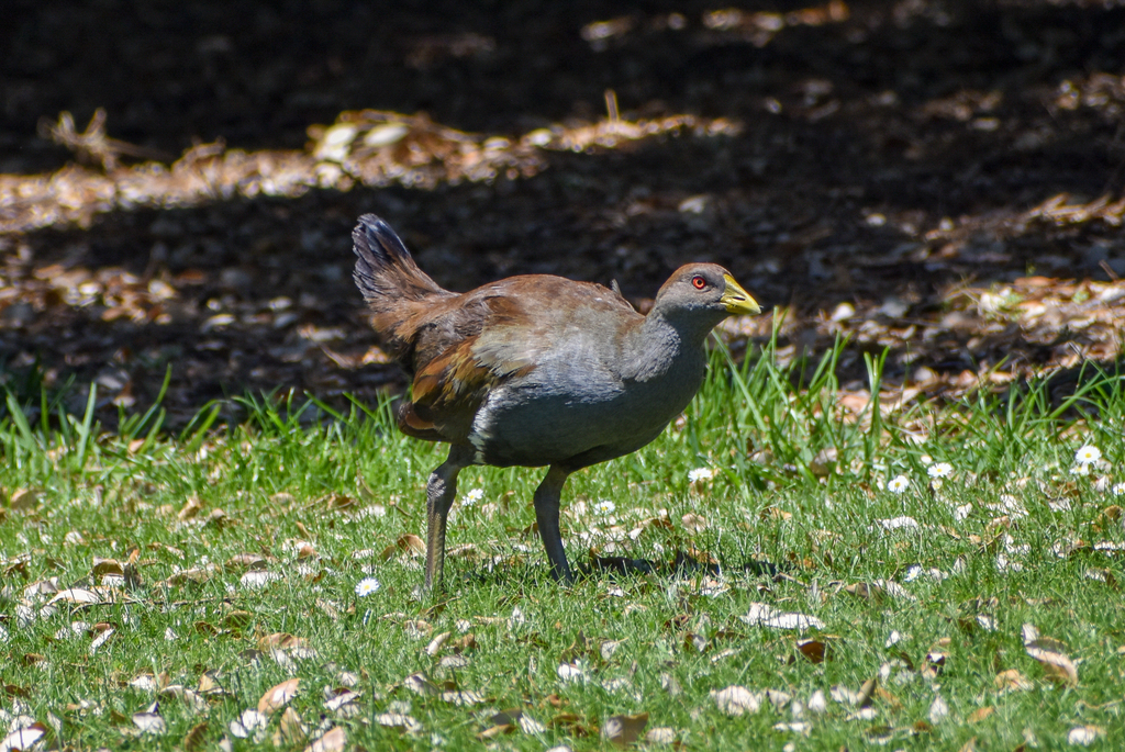 Tasmanian Native-Hen