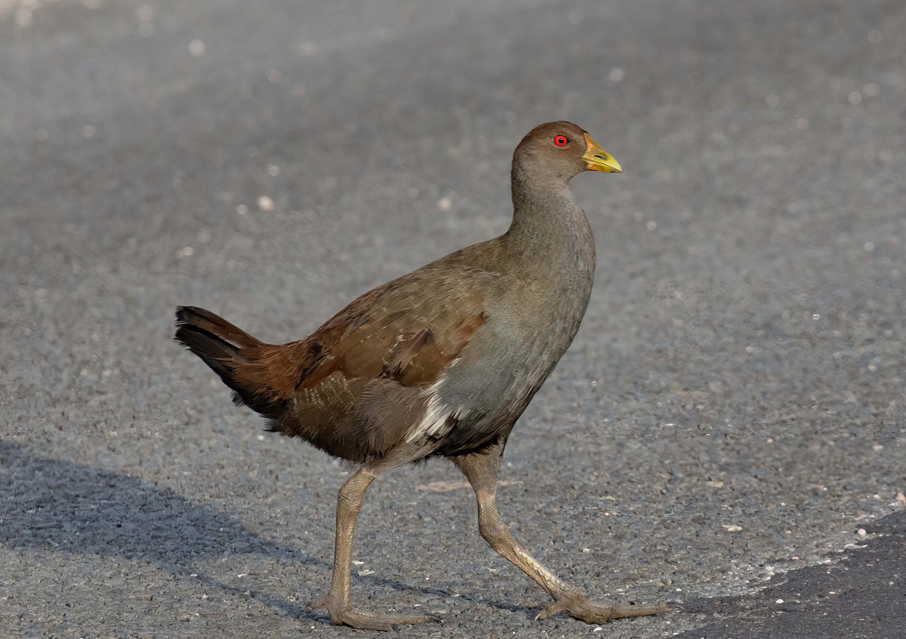 Tasmanian Native Hen