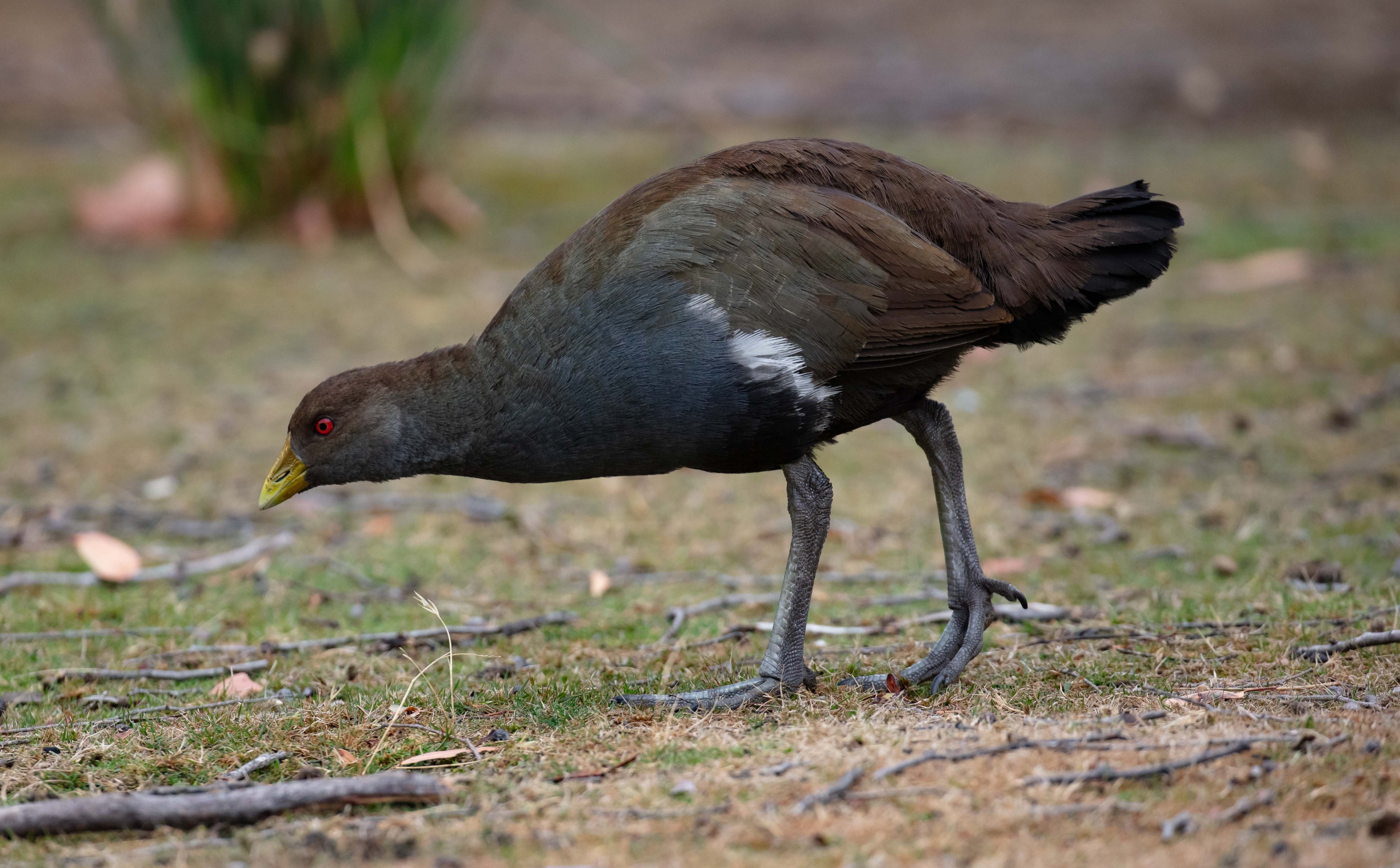 Tasmanian Native Hen