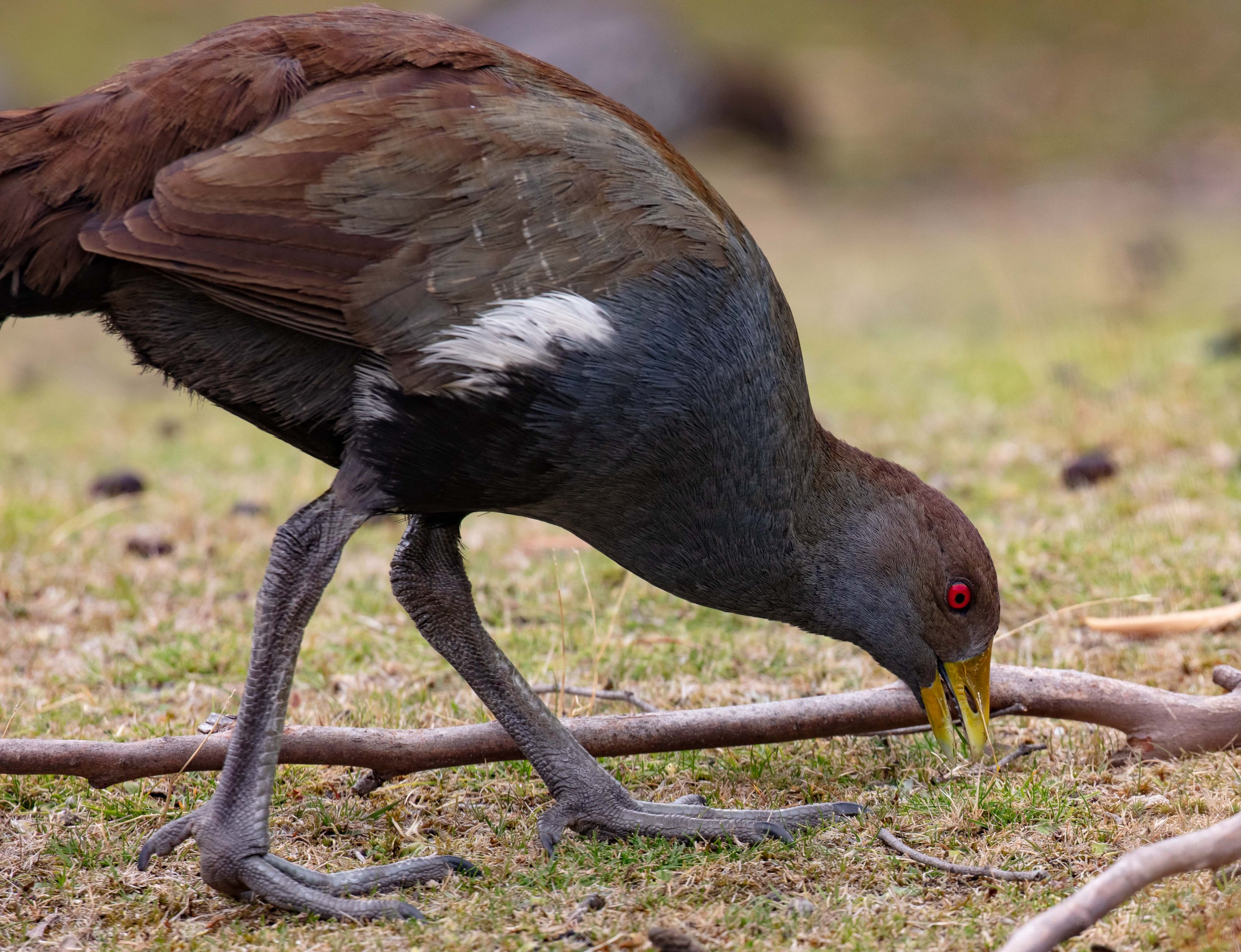 Tasmanian Native Hen