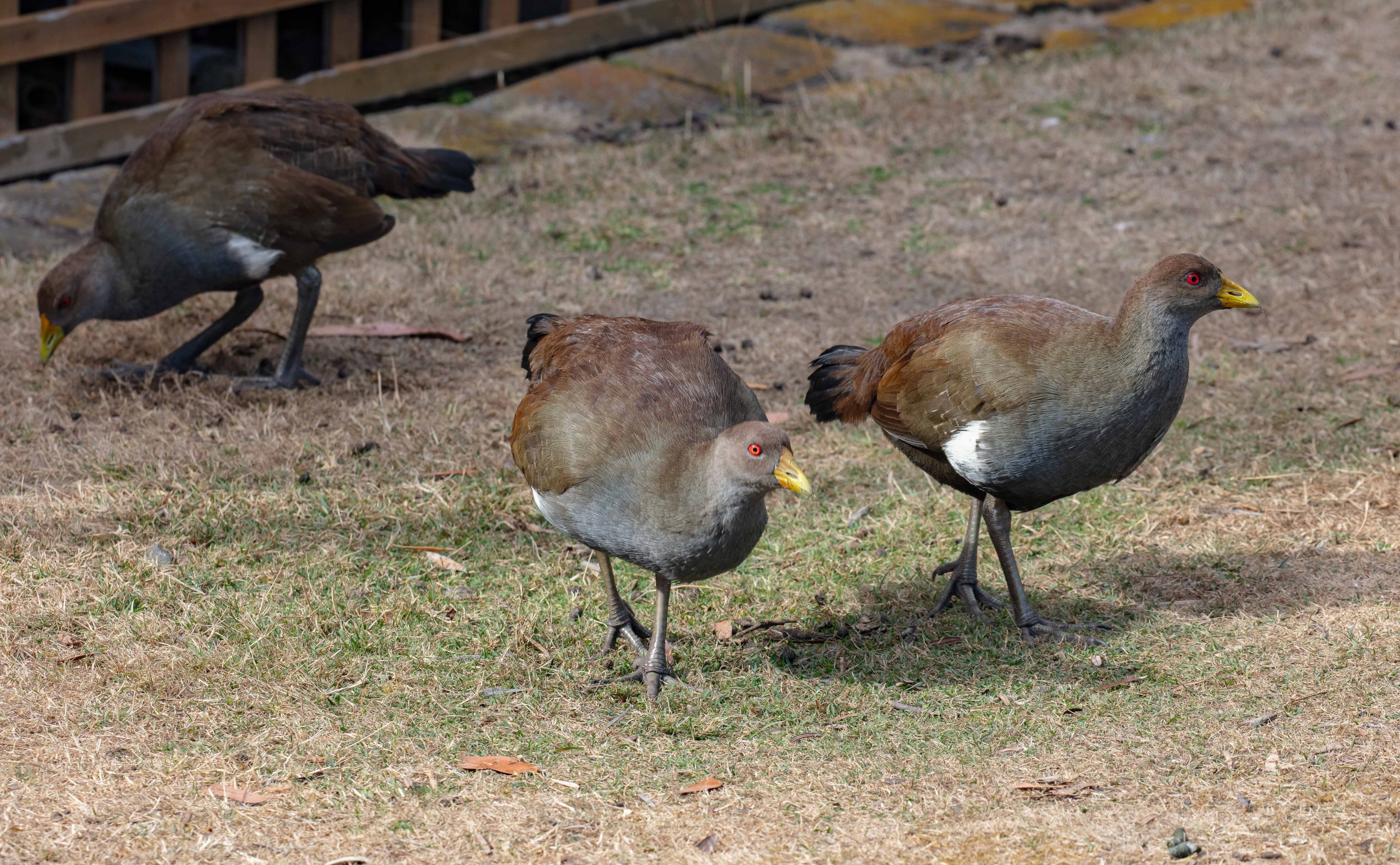 Tasmanian Native Hen