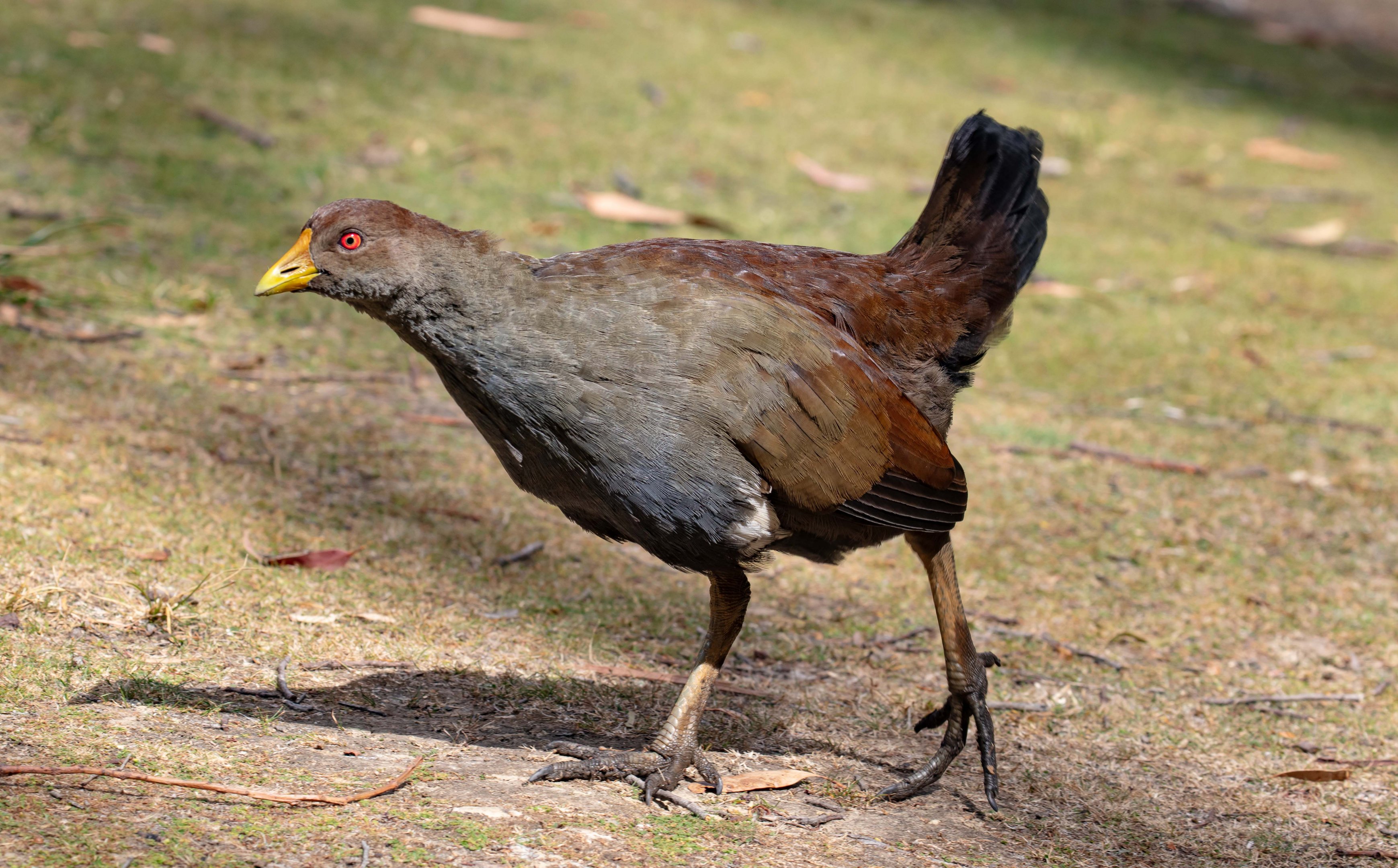Tasmanian Native Hen