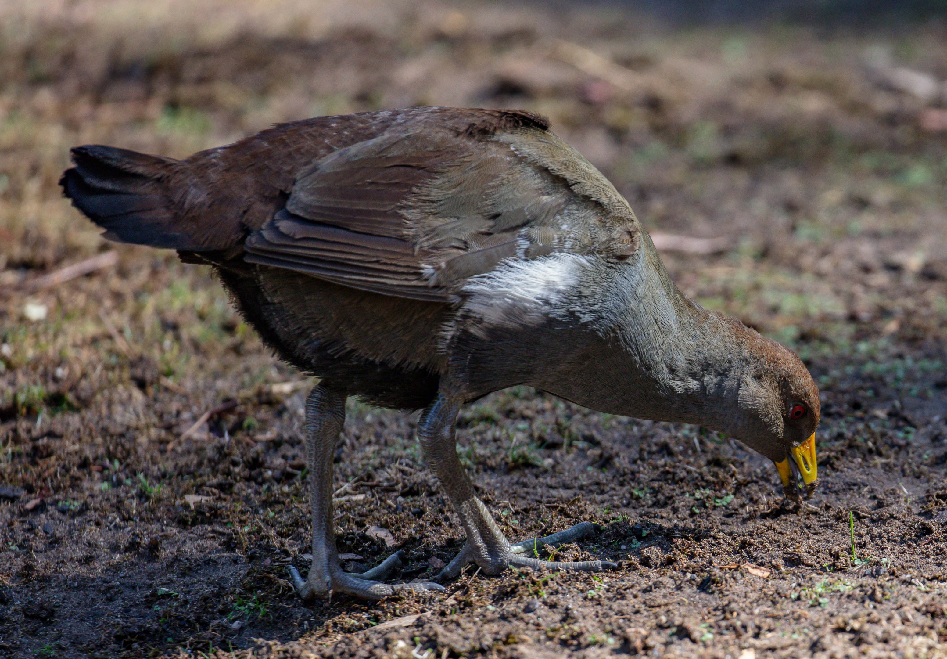 Tasmanian Native Hen
