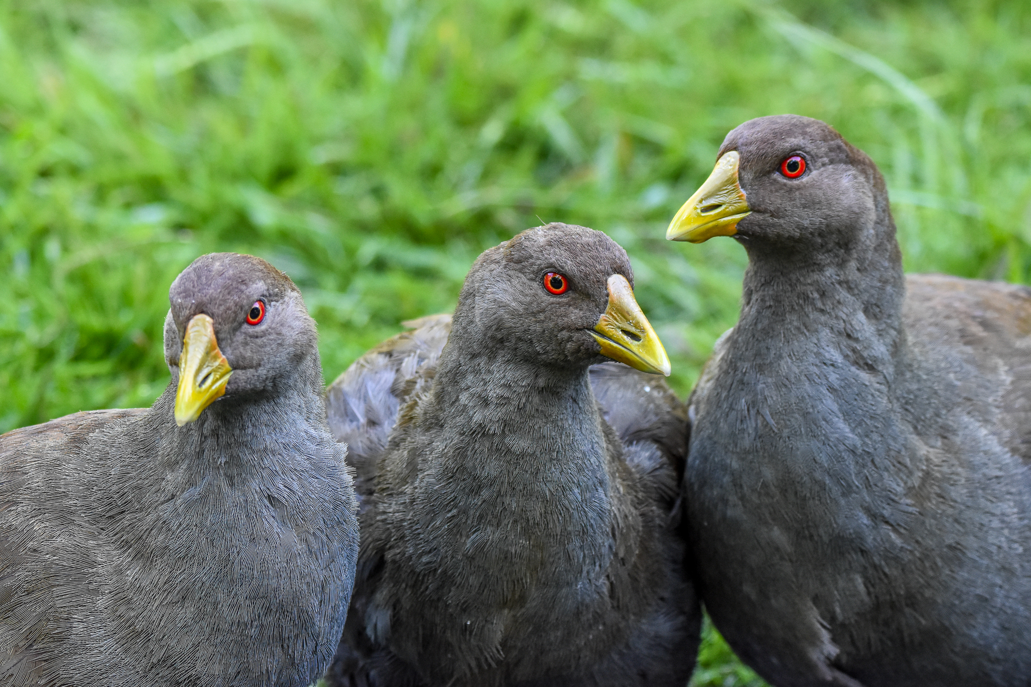 Tasmanian Native-Hens