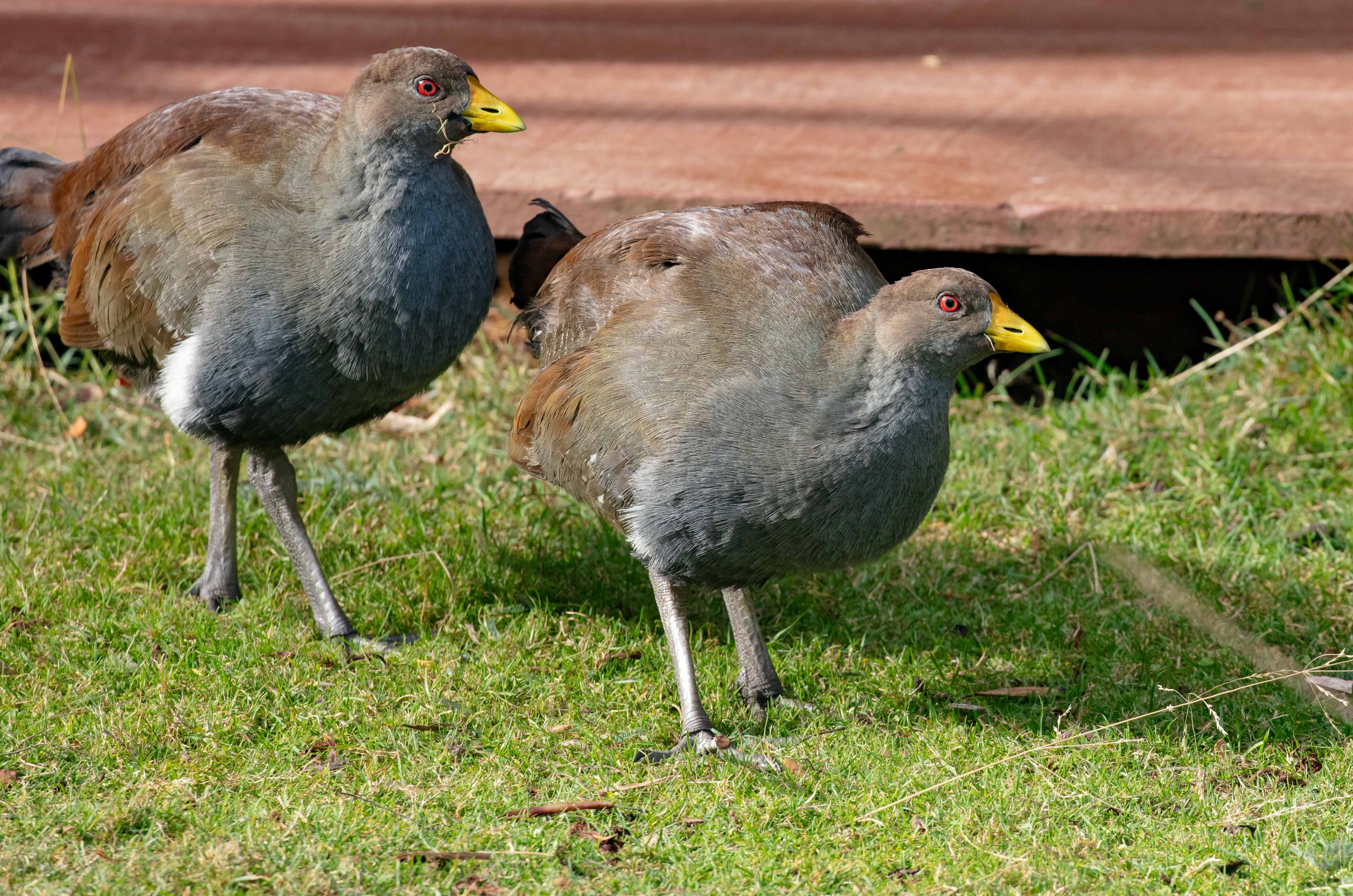 Tasmanian Native Hens