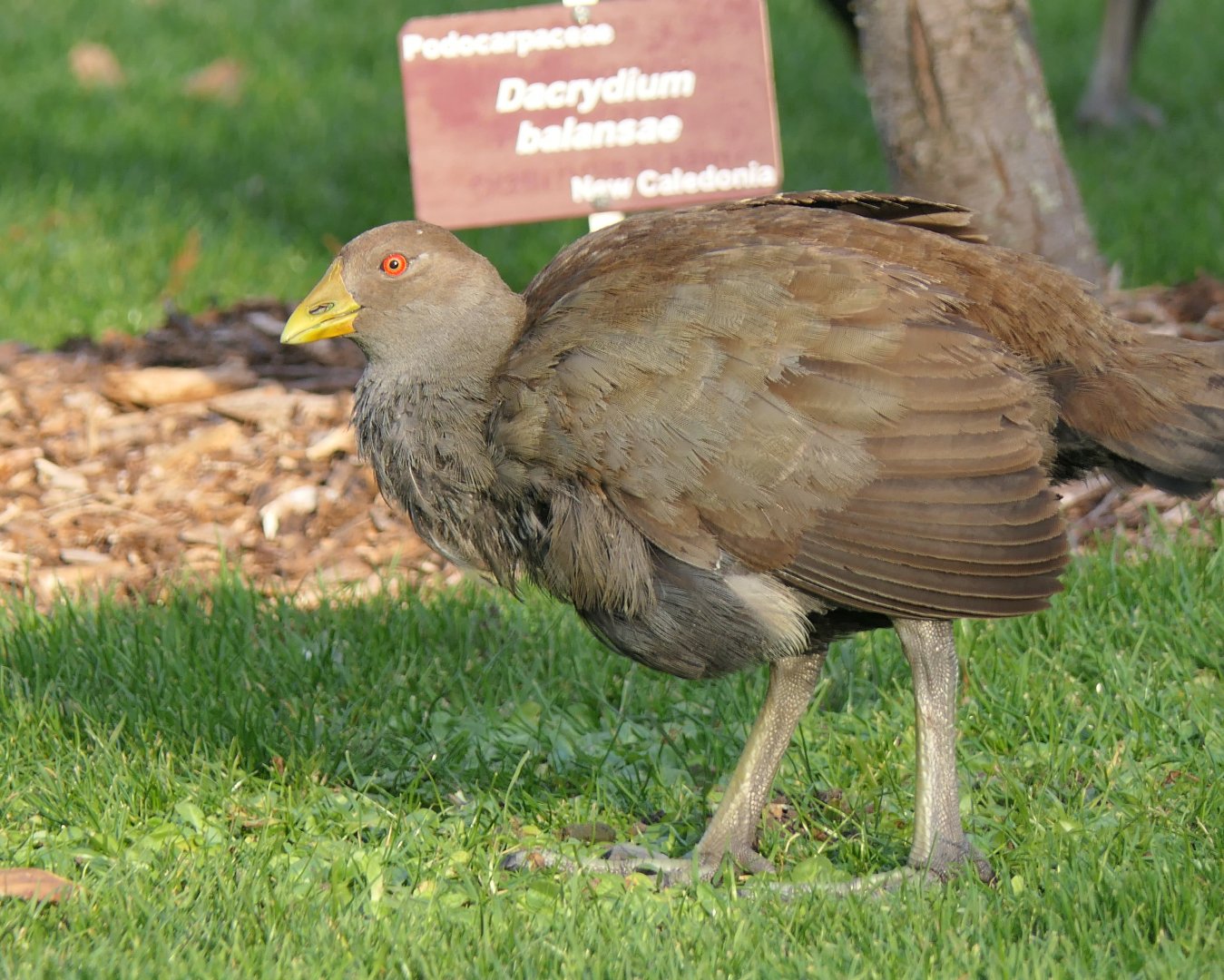 Tasmanian Nativehen (Tribonyx mortierii)