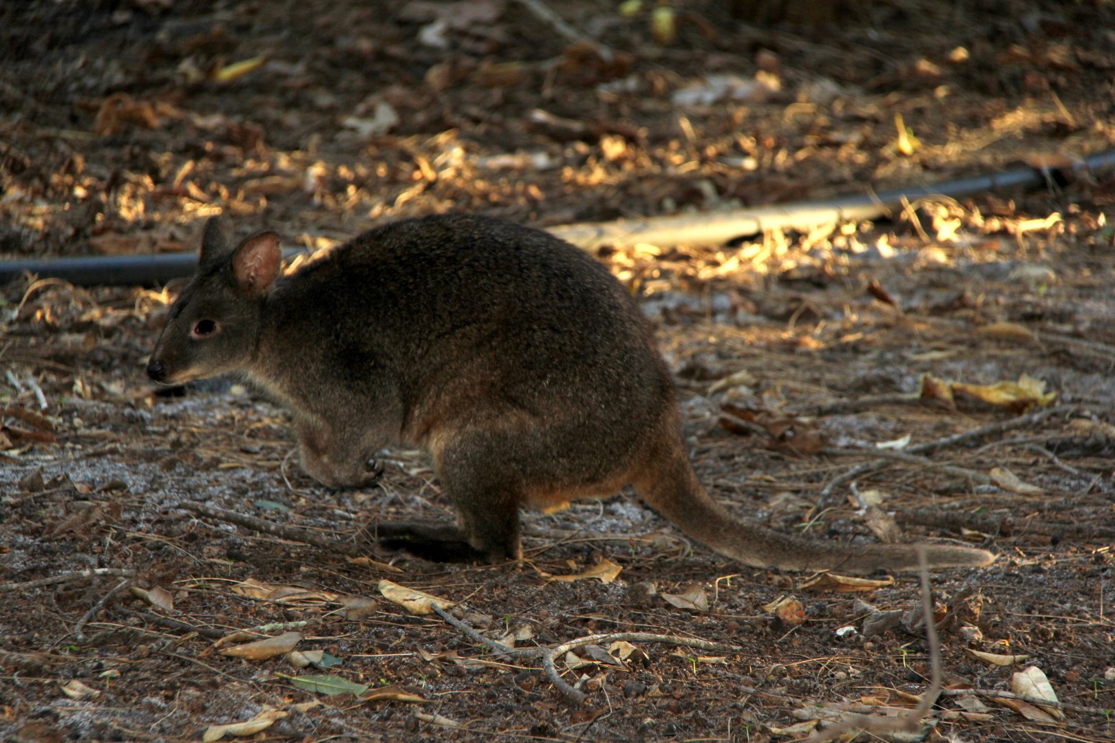 Tasmanian pademelon (Thylogale billardierii)