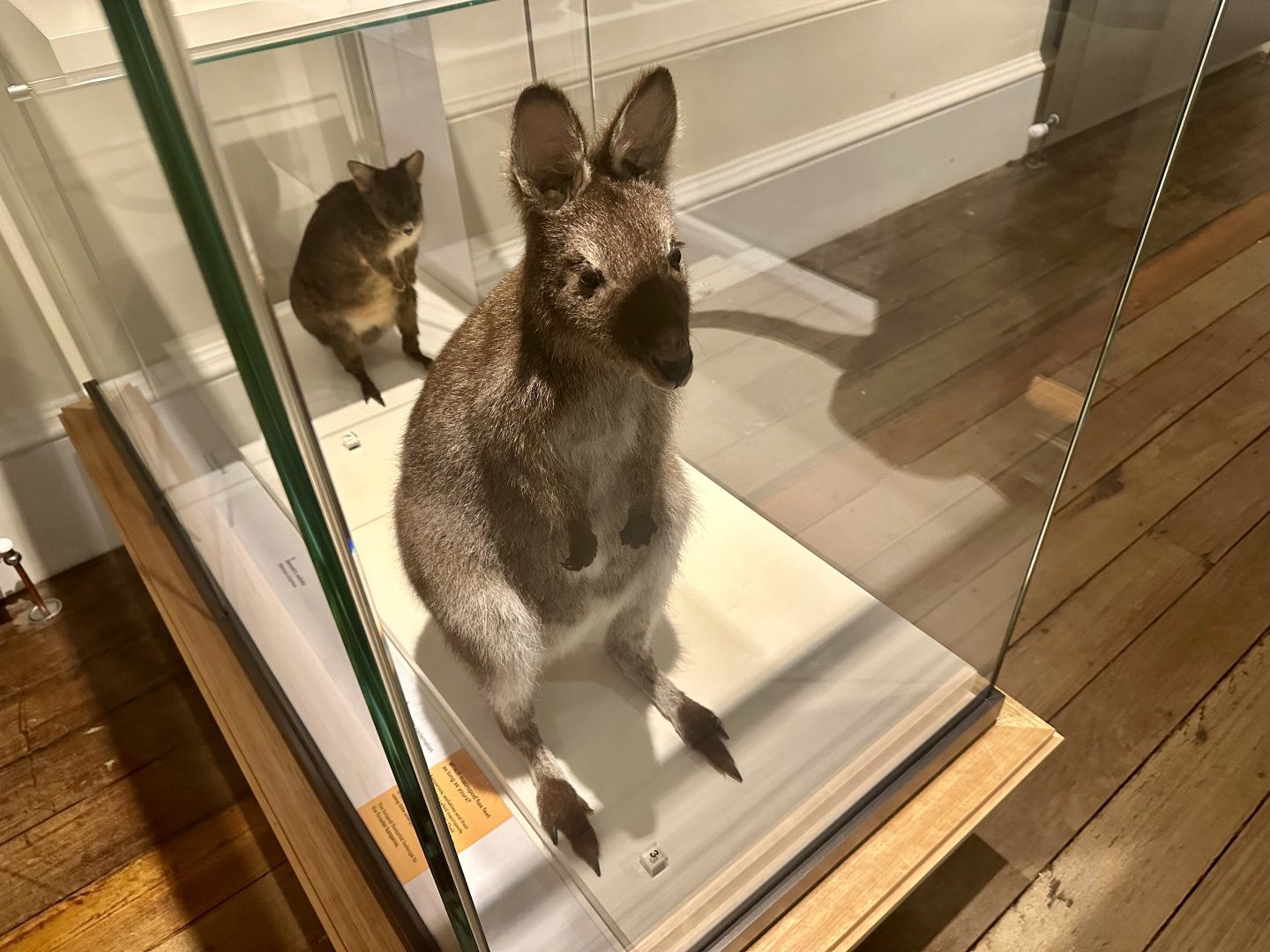 Tasmanian pademelon (Thylogale billardierii)
