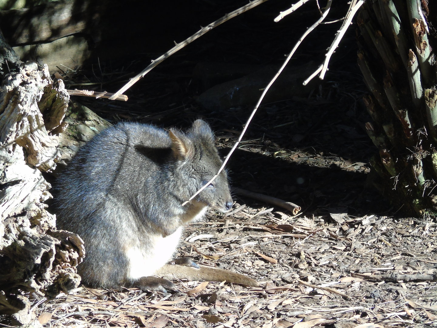 Tasmanian Pademelon