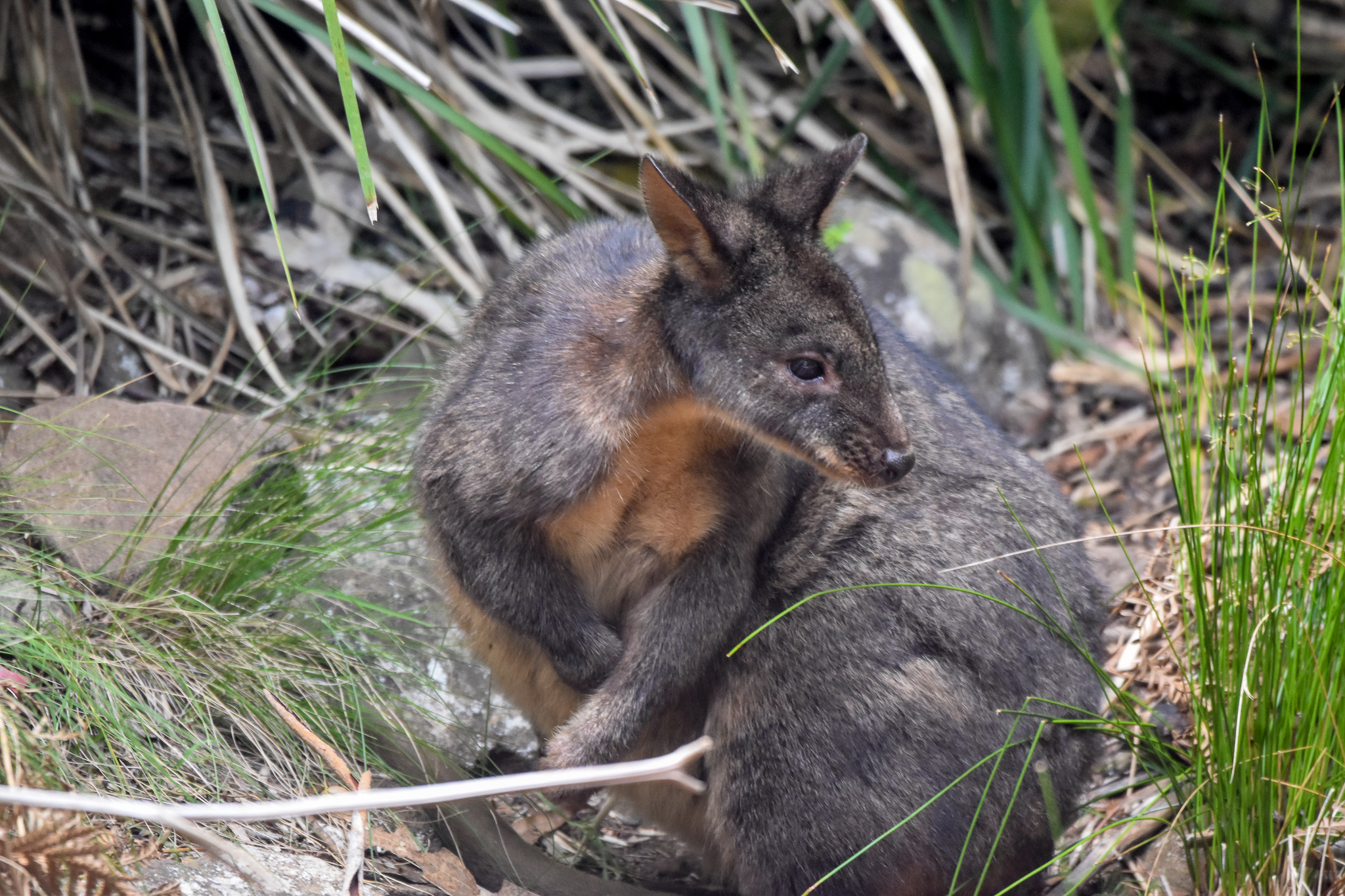 Tasmanian Pademelon