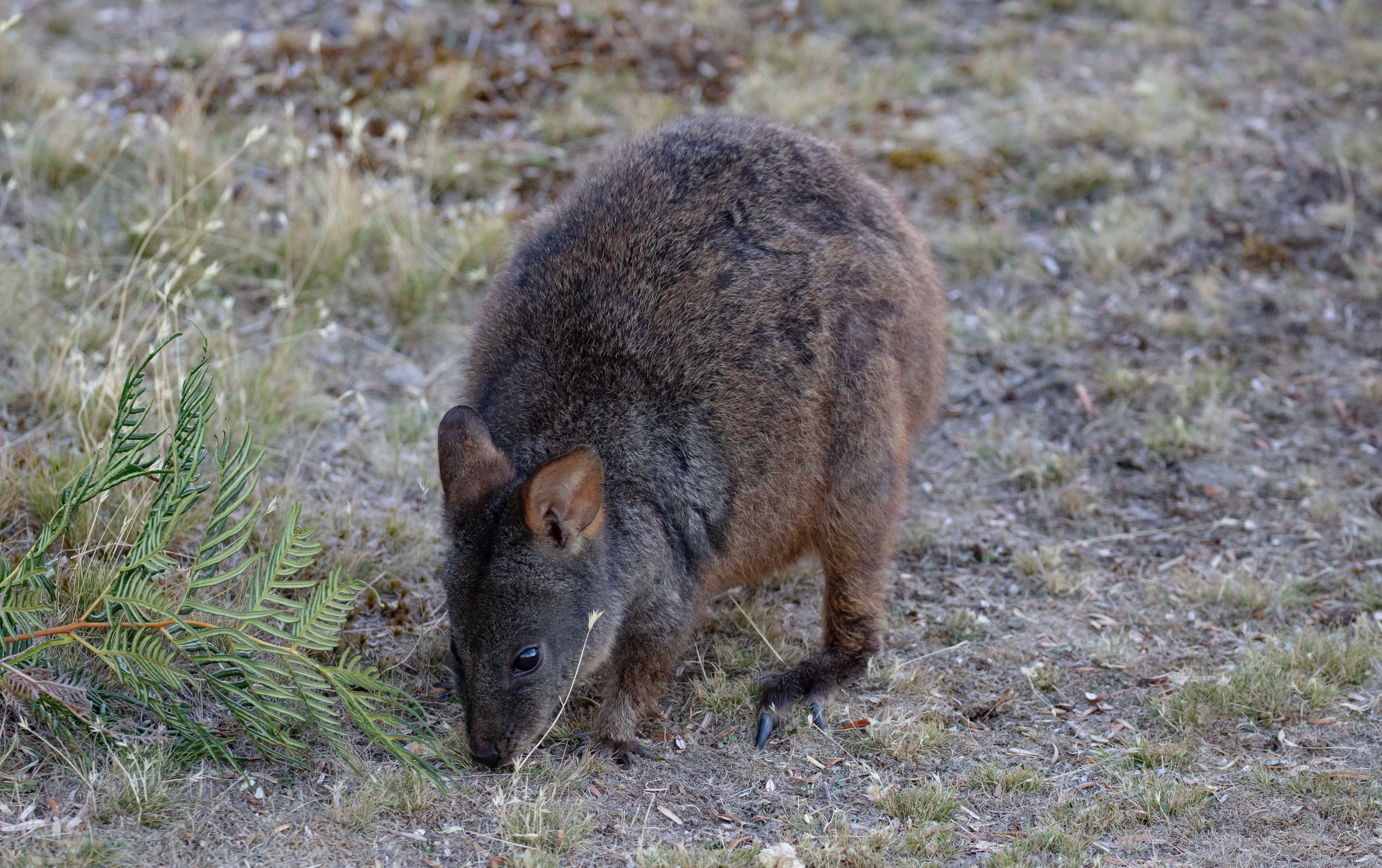 Tasmanian Pademelon