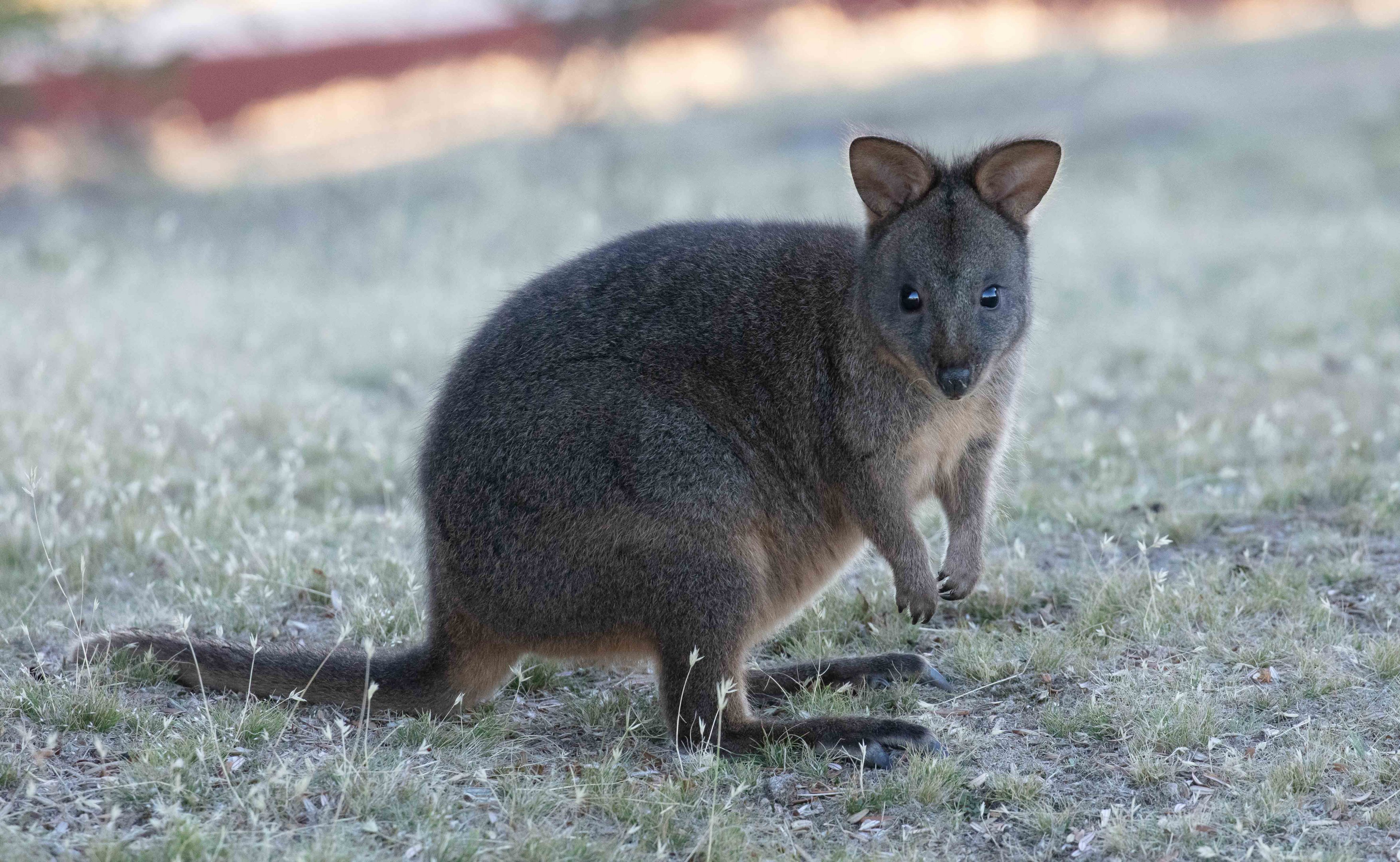 Tasmanian Pademelon