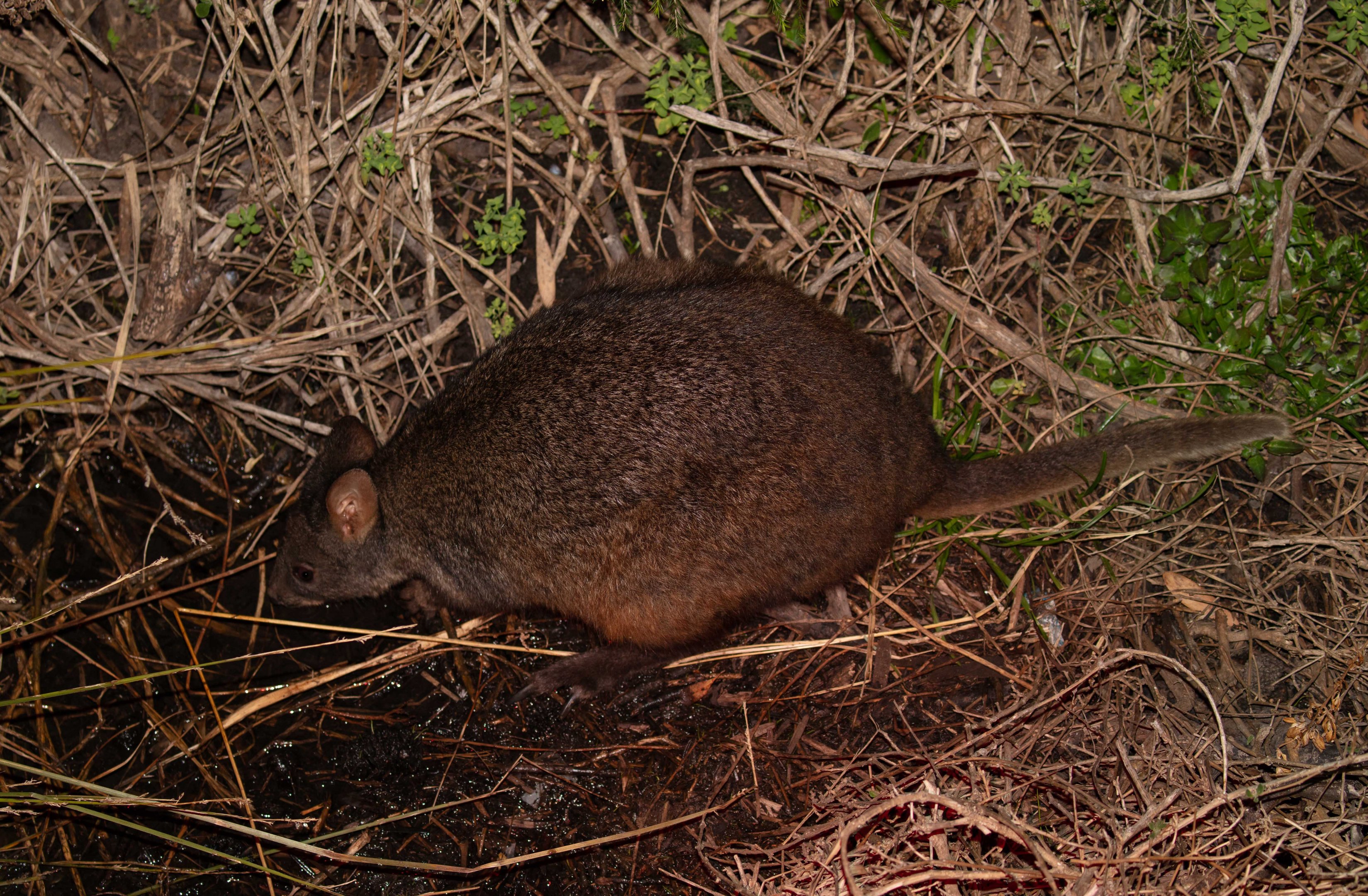 Tasmanian Pademelon