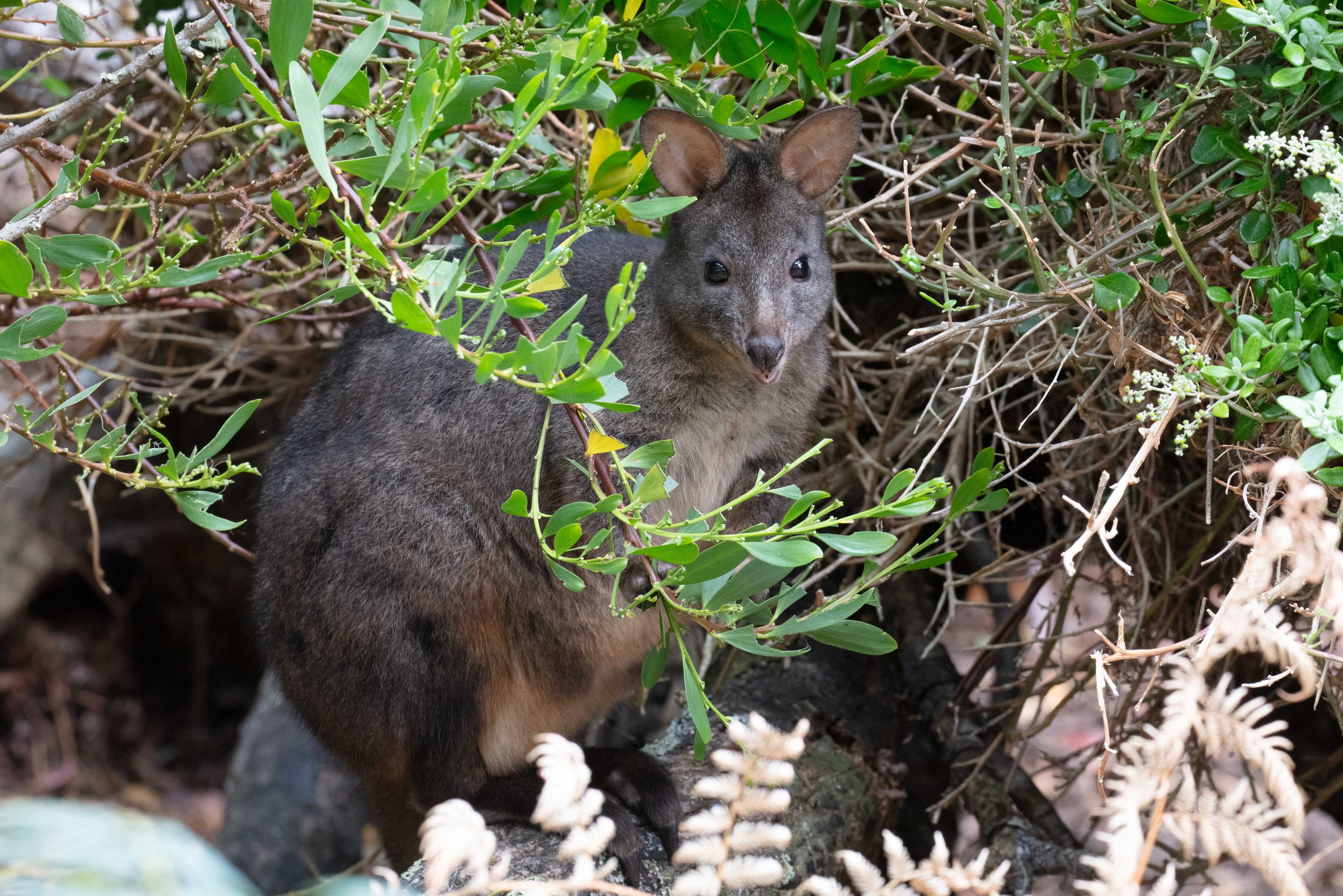 Tasmanian Pademelon