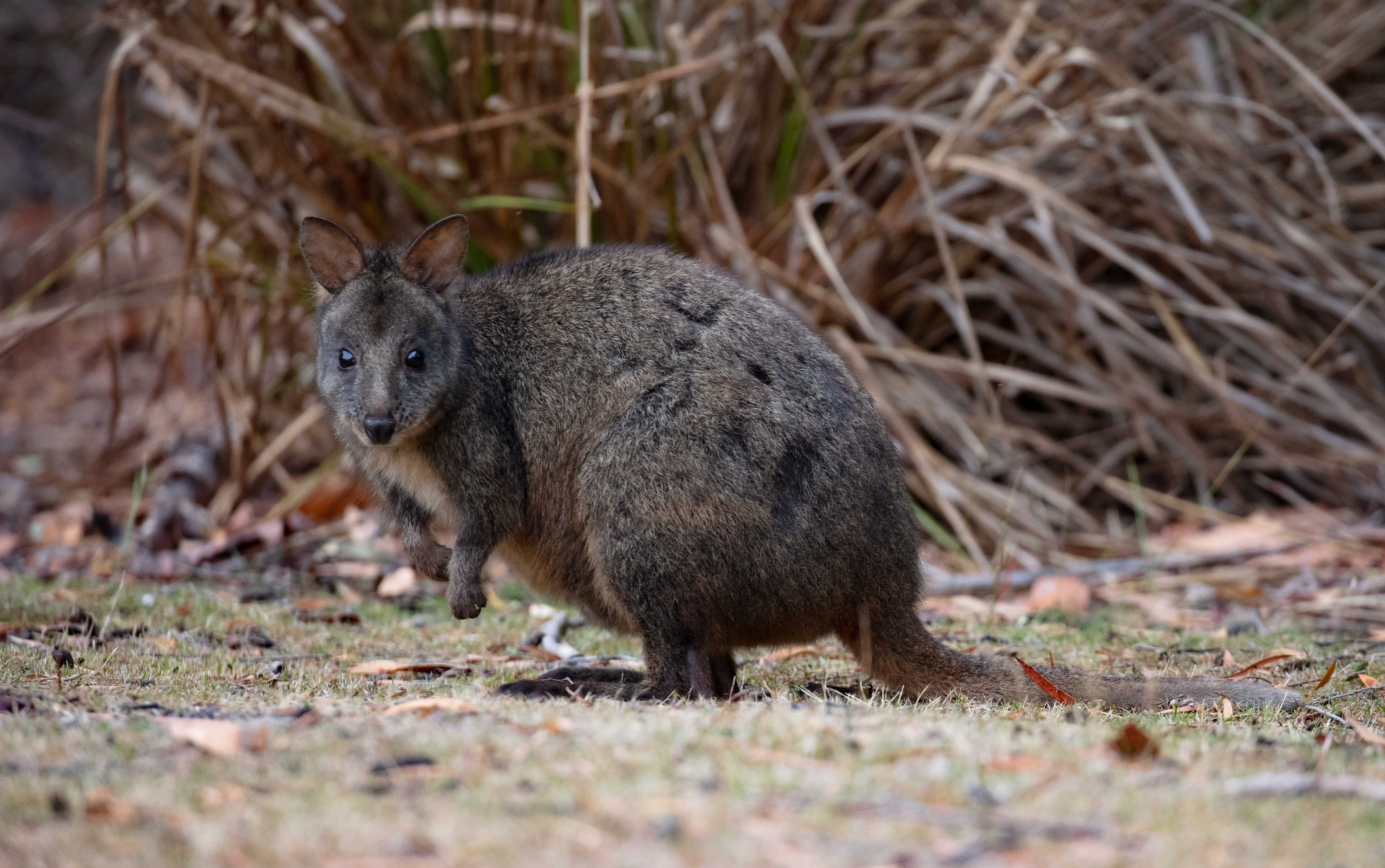 Tasmanian Pademelon