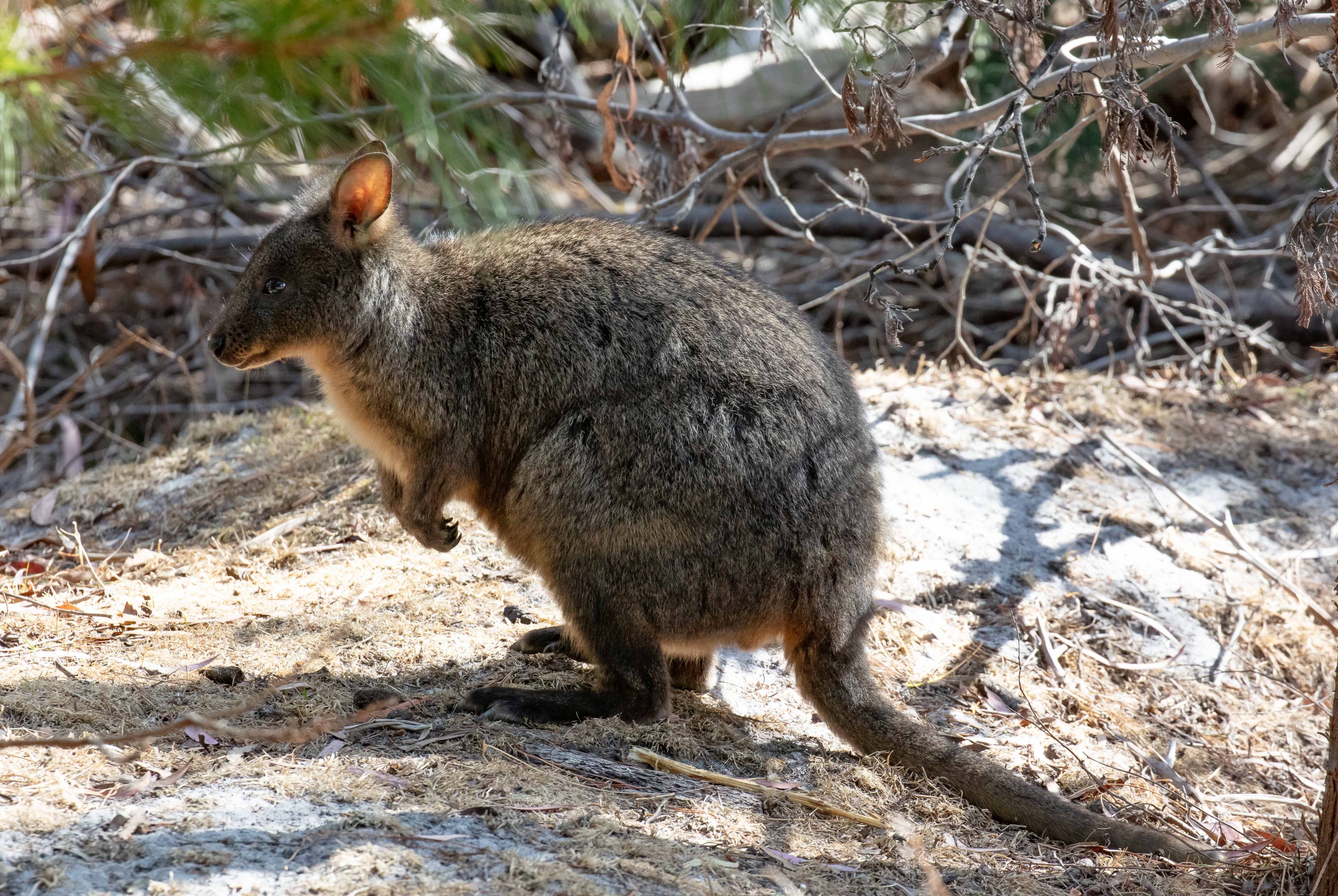 Tasmanian Pademelon
