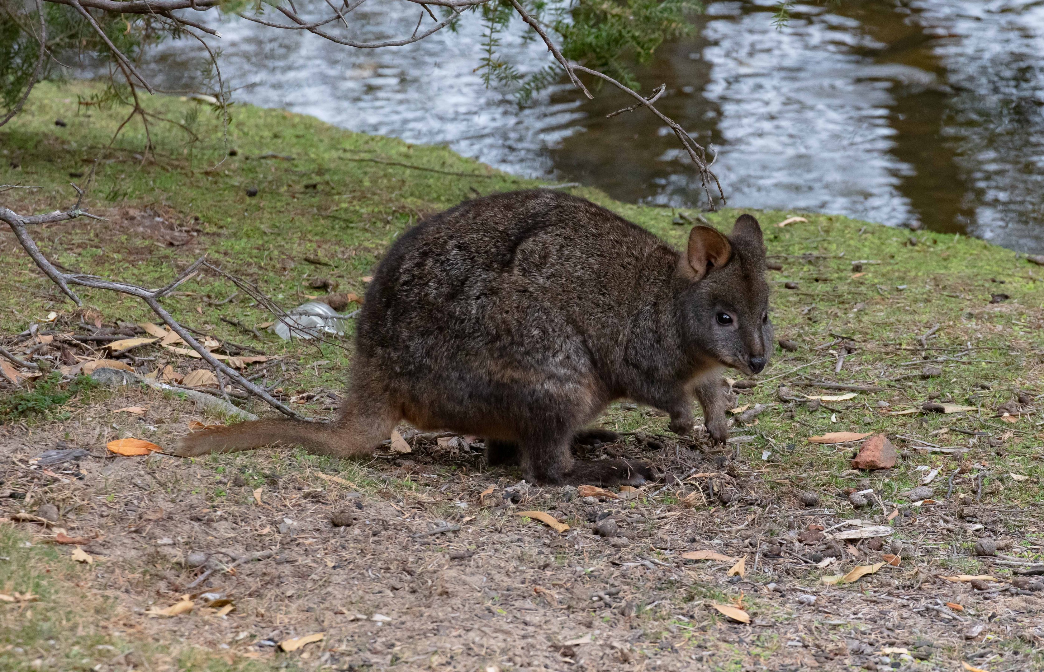 Tasmanian Pademelon